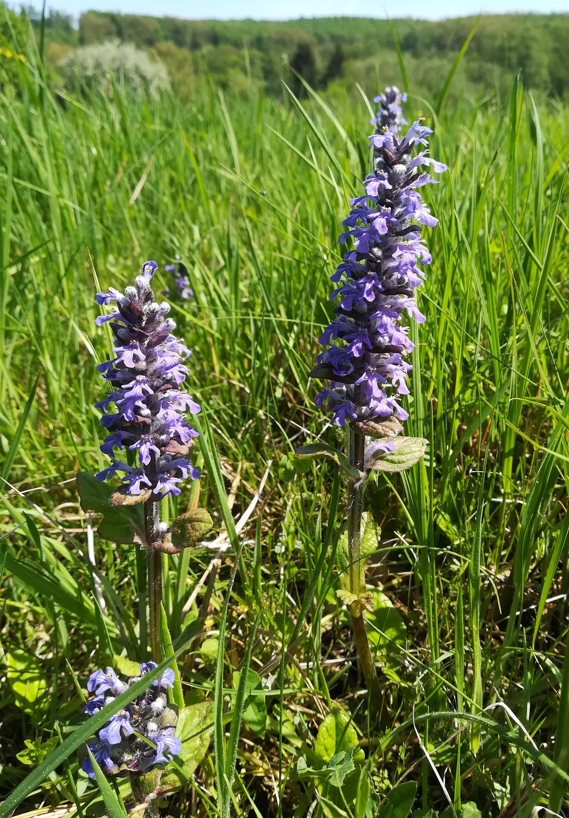 ajuga reptans_20180428_115832.jpg