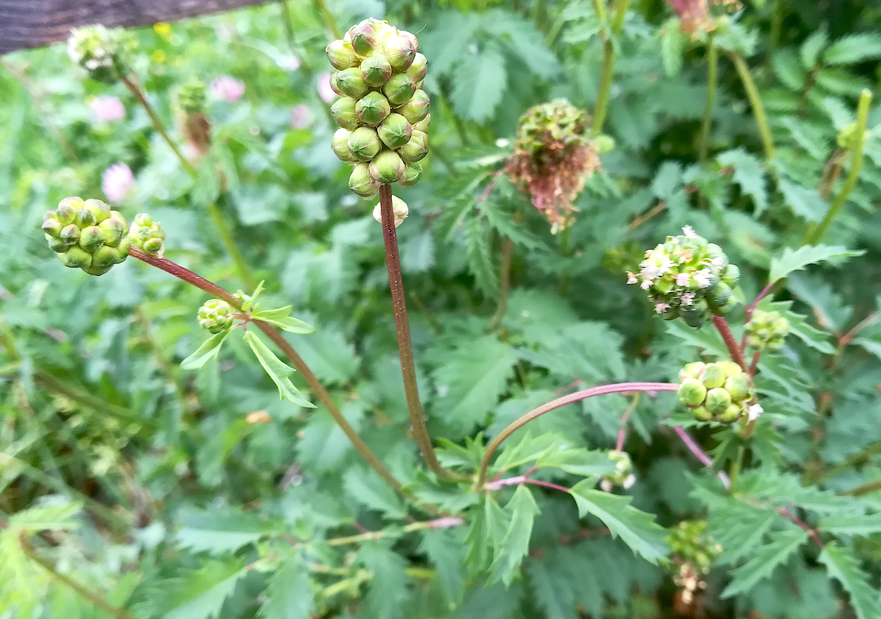 sanguisorba minor_20180426_140733.jpg