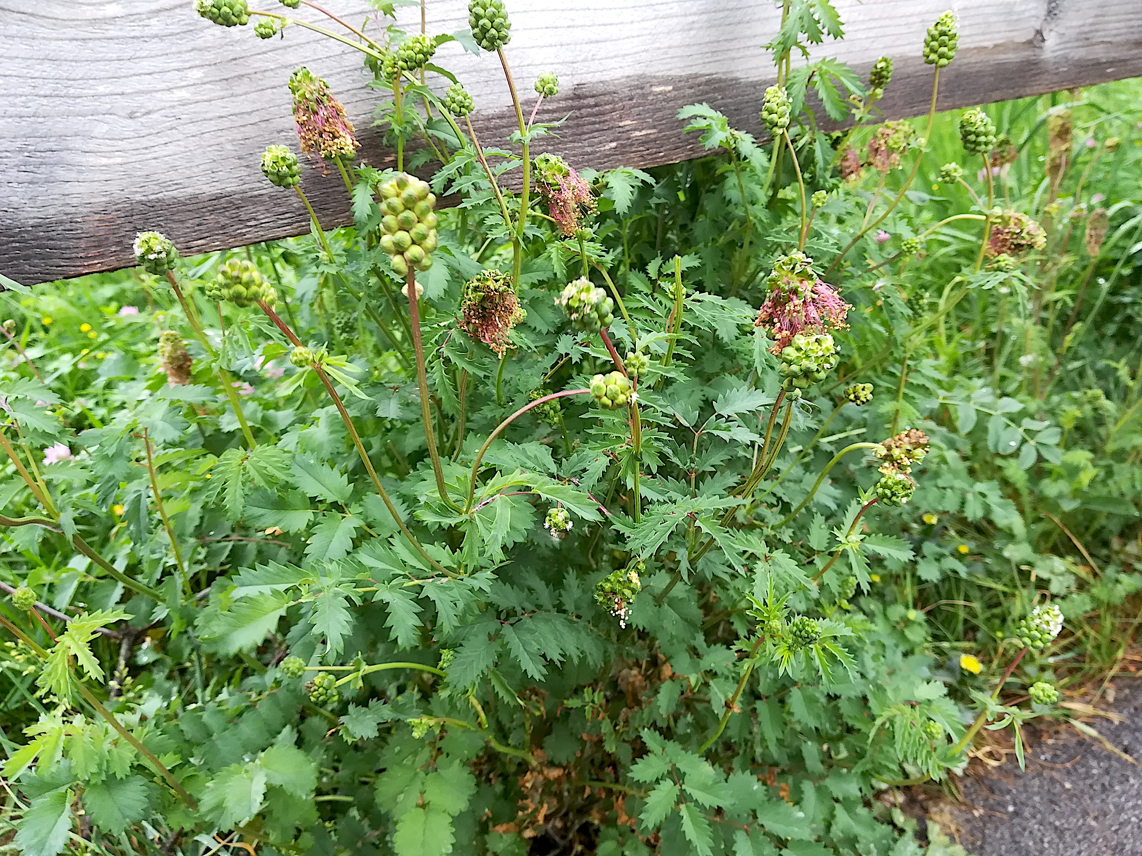 sanguisorba minor_20180426_140729.jpg