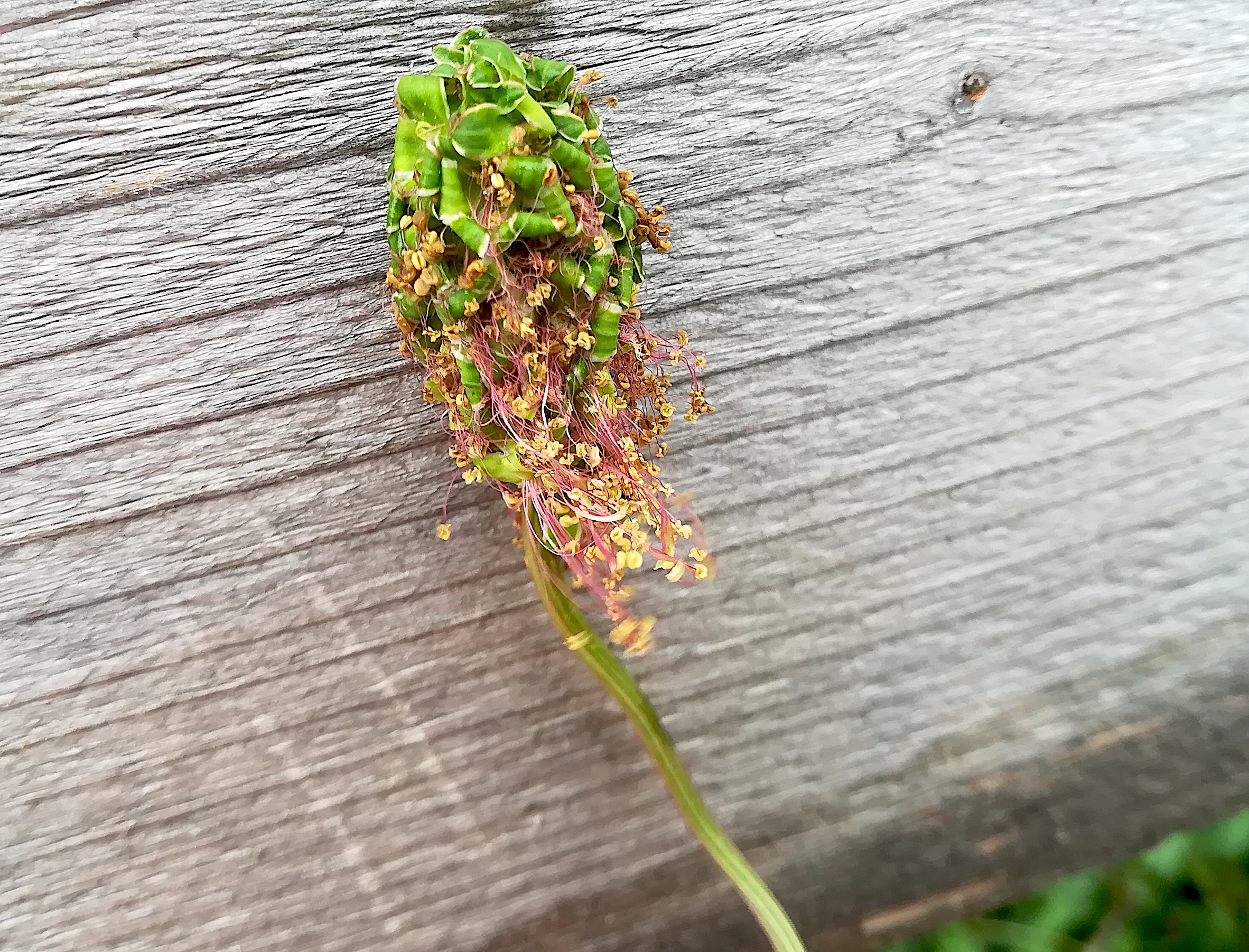 sanguisorba minor_20180426_140716.jpg