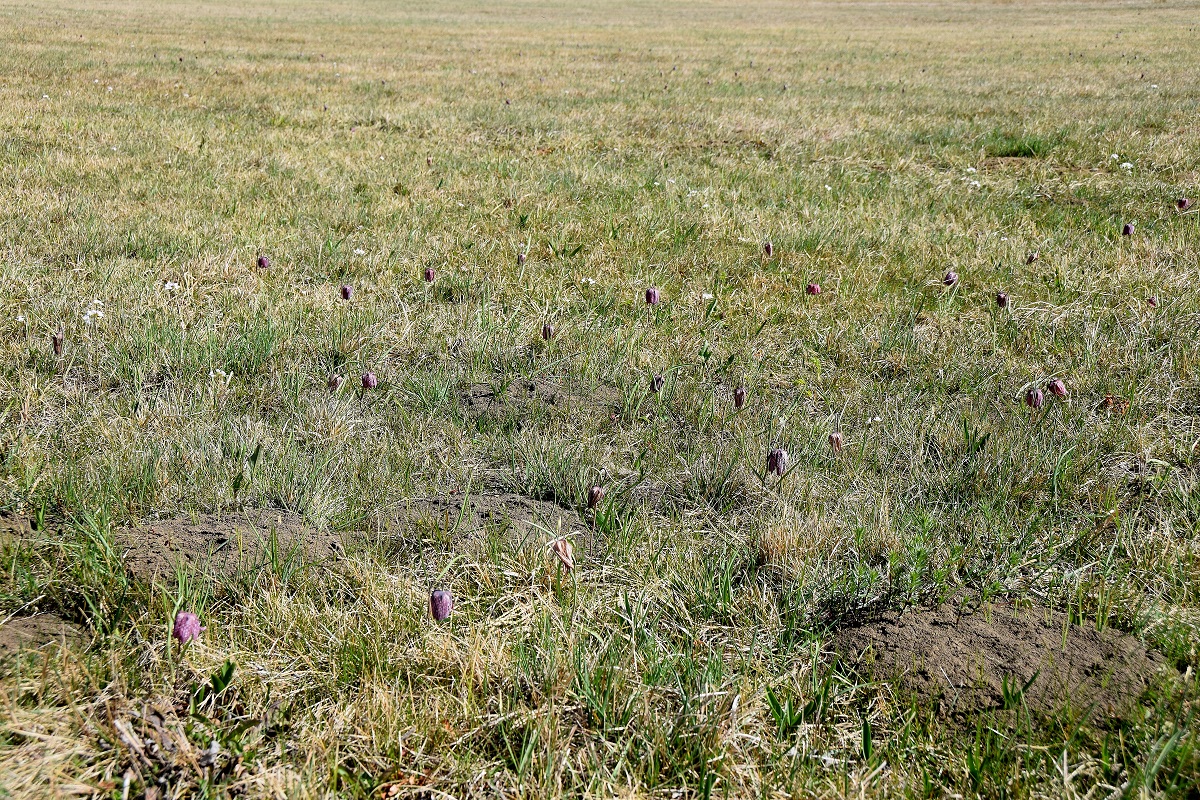 Heiligenbrunn-30032019-(28) - Hagensdorf - Fritillaria meleagris - Schachbrettblume.JPG