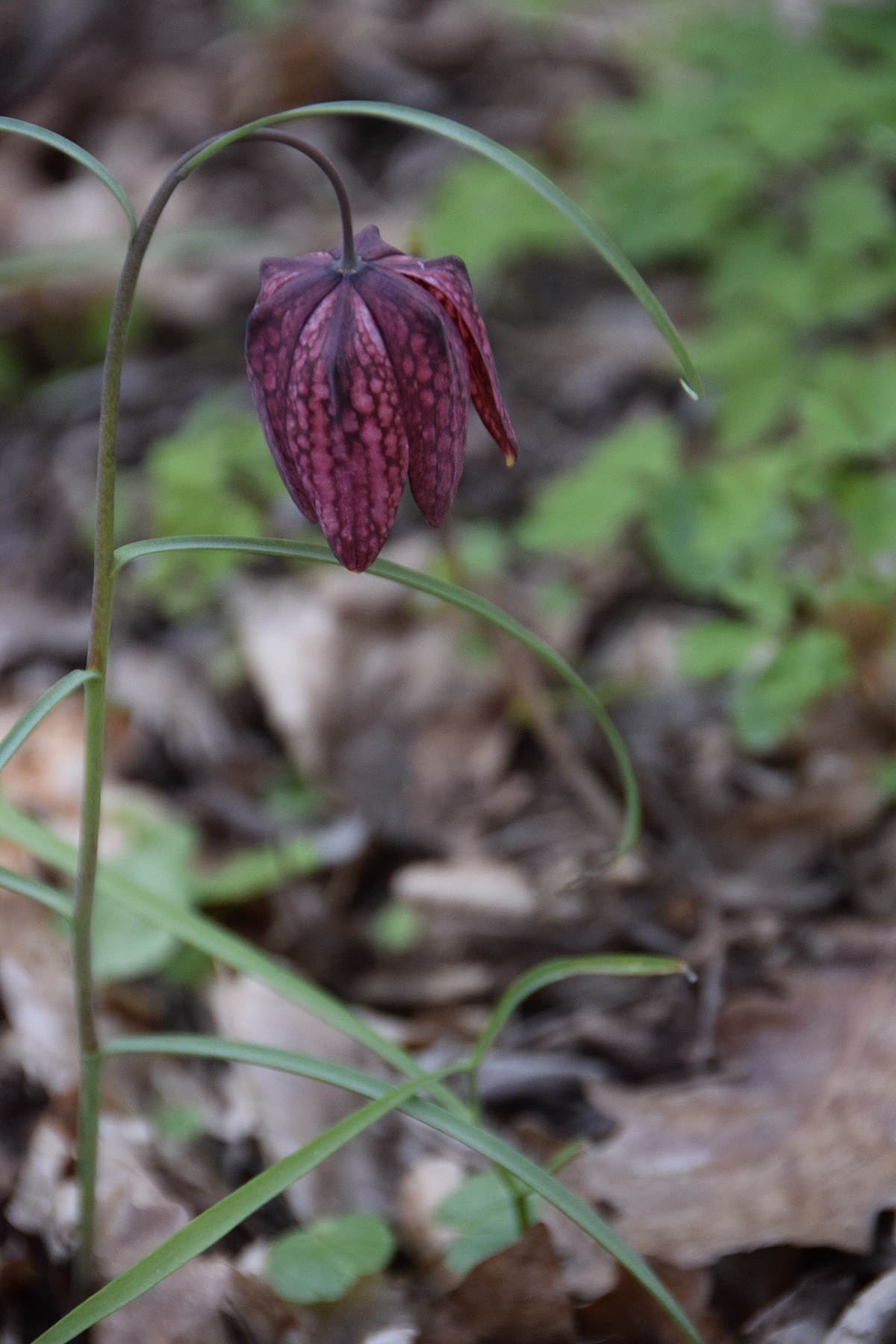 Heiligenbrunn-30032019-(62) - Hagensdorf - Fritillaria meleagris - Schachbrettblume.JPG