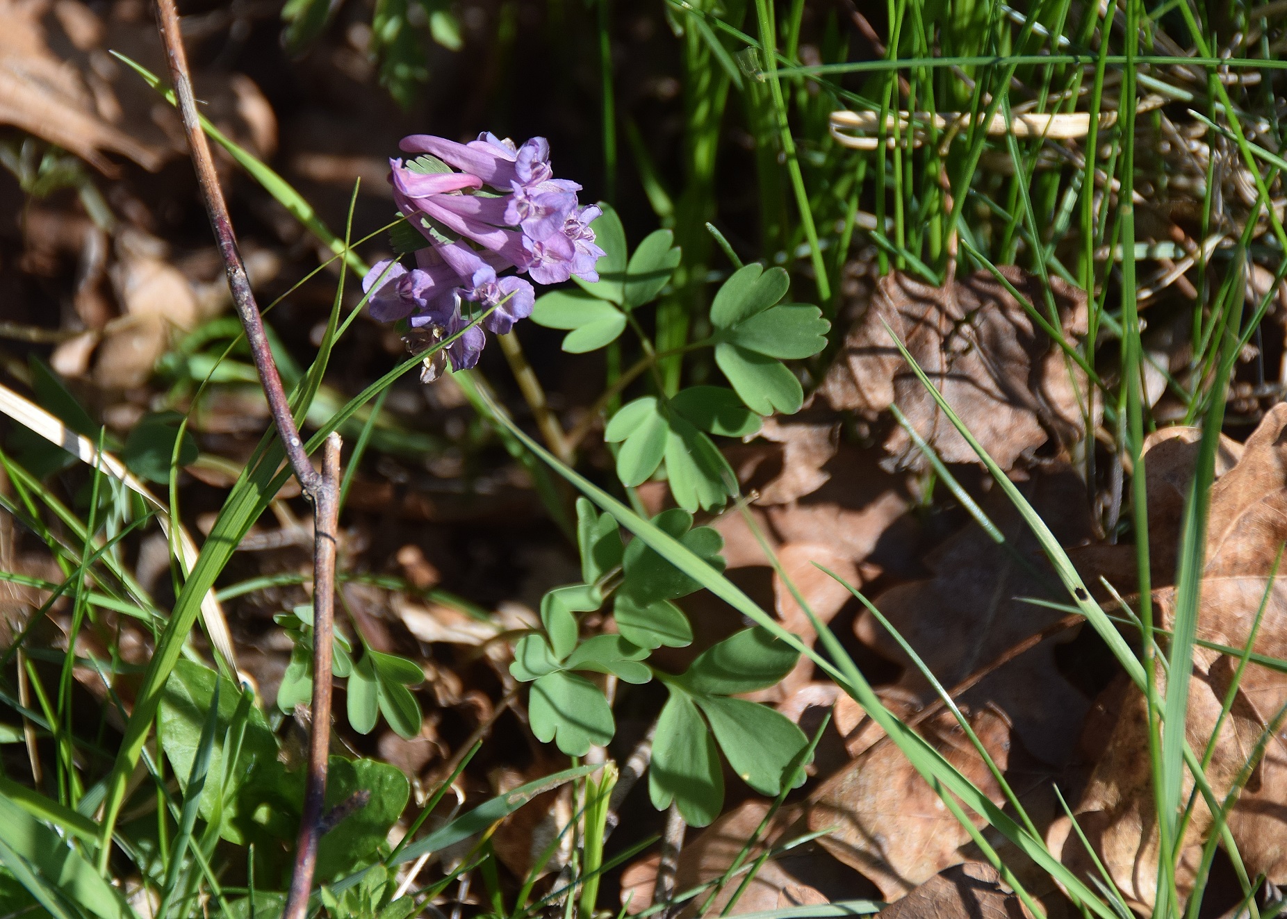 Heiligenbrunn-30032019-(50) - Hagensdorf - Corydalis solida - Finger-Lerchensporn.JPG