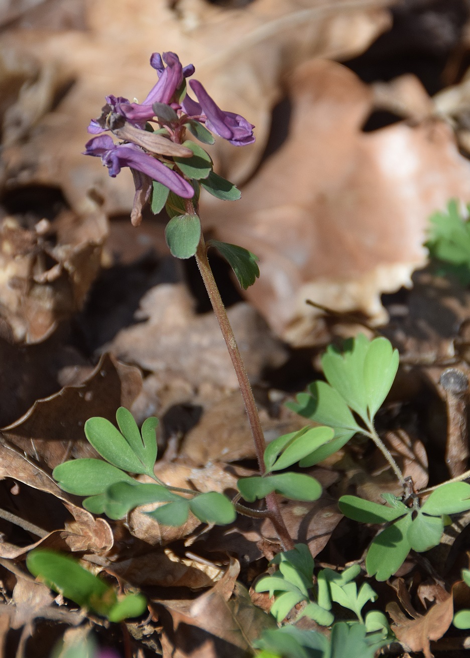 Heiligenbrunn-30032019-(54) - Hagensdorf - Corydalis solida - Finger-Lerchensporn.JPG