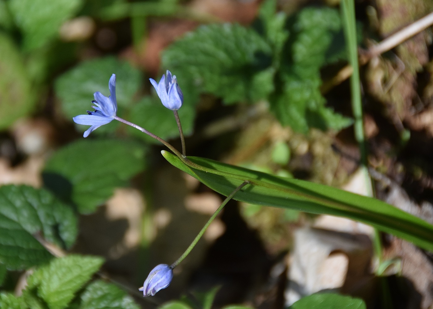 Heiligenbrunn-30032019-(71) - Hagensdorf - Scilla drunensis - Traun-Blaustern.JPG