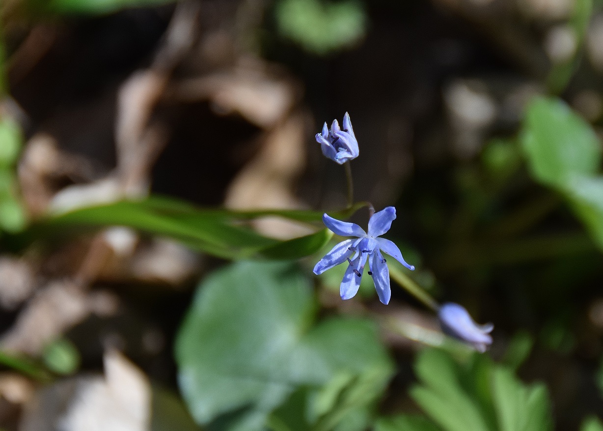 Heiligenbrunn-30032019-(72) - Hagensdorf - Scilla drunensis - Traun-Blaustern.JPG