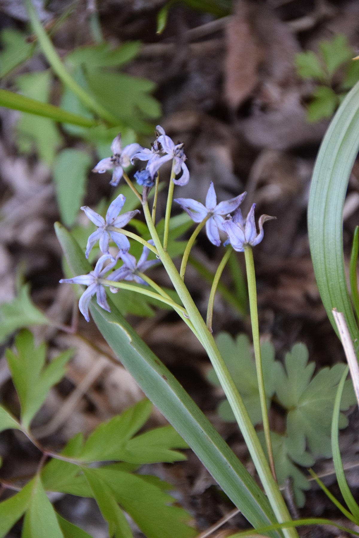 Heiligenbrunn-30032019-(82) - Hagensdorf - Scilla drunensis - Traun-Blaustern.JPG