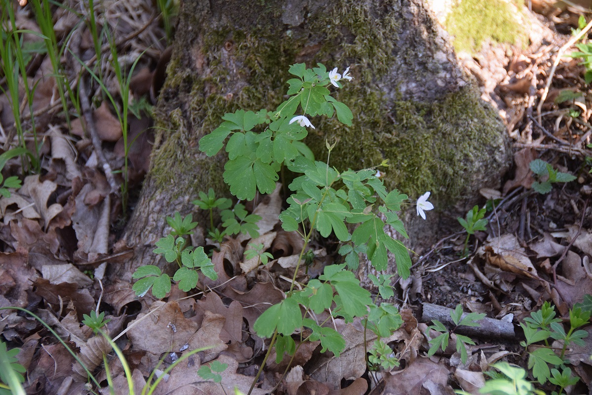 Heiligenbrunn-30032019-(119) - Hagensdorf - Isopyrum thalictroides - Wiesenrauten-Muschelblümchen.JPG