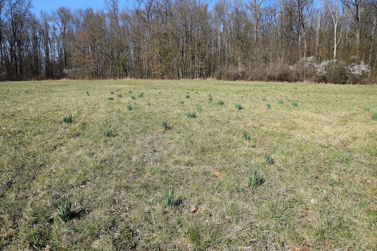 Heiligenbrunn-30032019-(103) - Hagensdorf - Leucojum aestivum - Sommer-Knotenblume.JPG