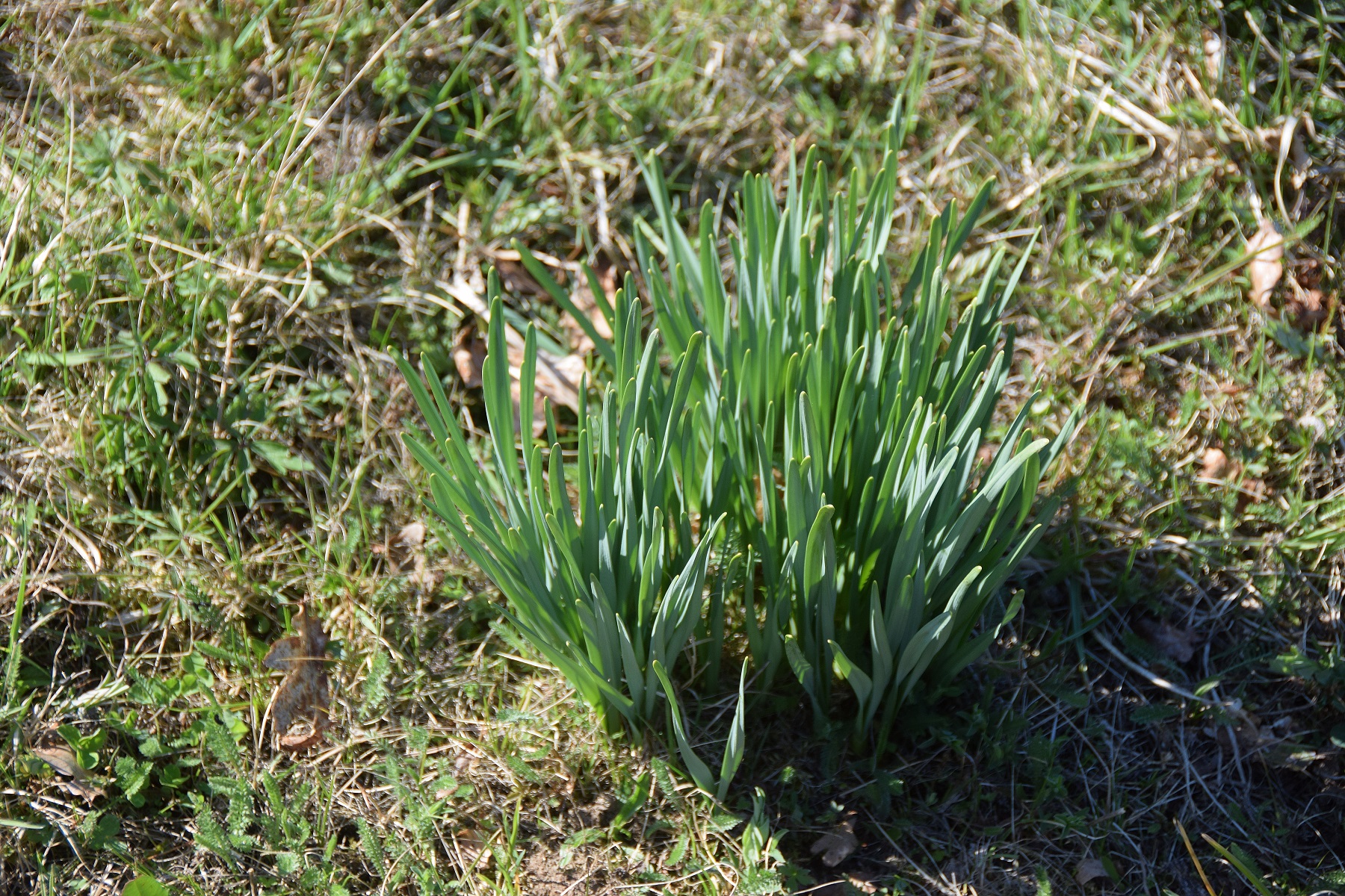 Heiligenbrunn-30032019-(104) - Hagensdorf - Leucojum aestivum - Sommer-Knotenblume.JPG