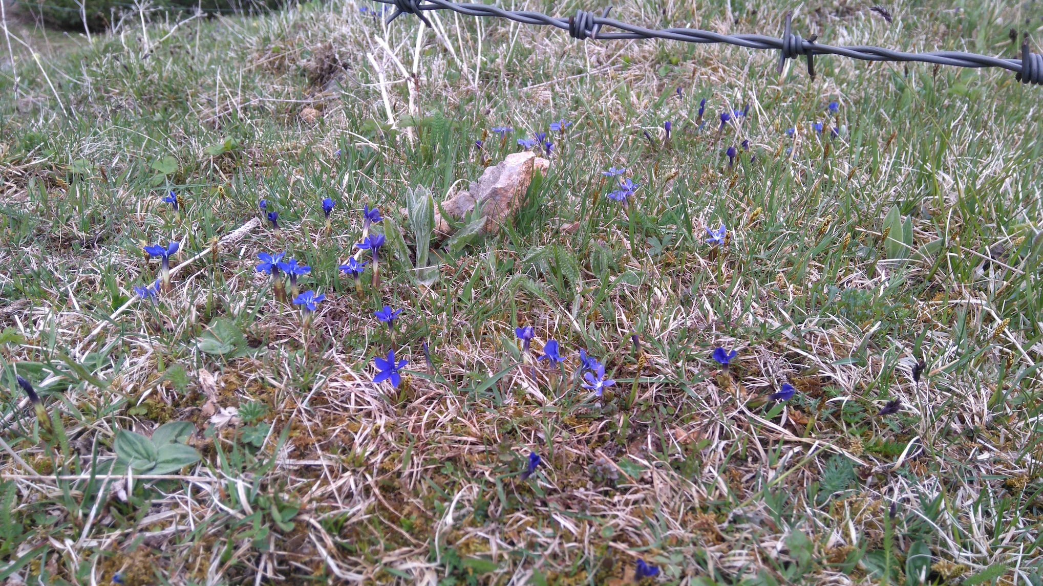 gentiana verna_schneeberg_8214.JPG