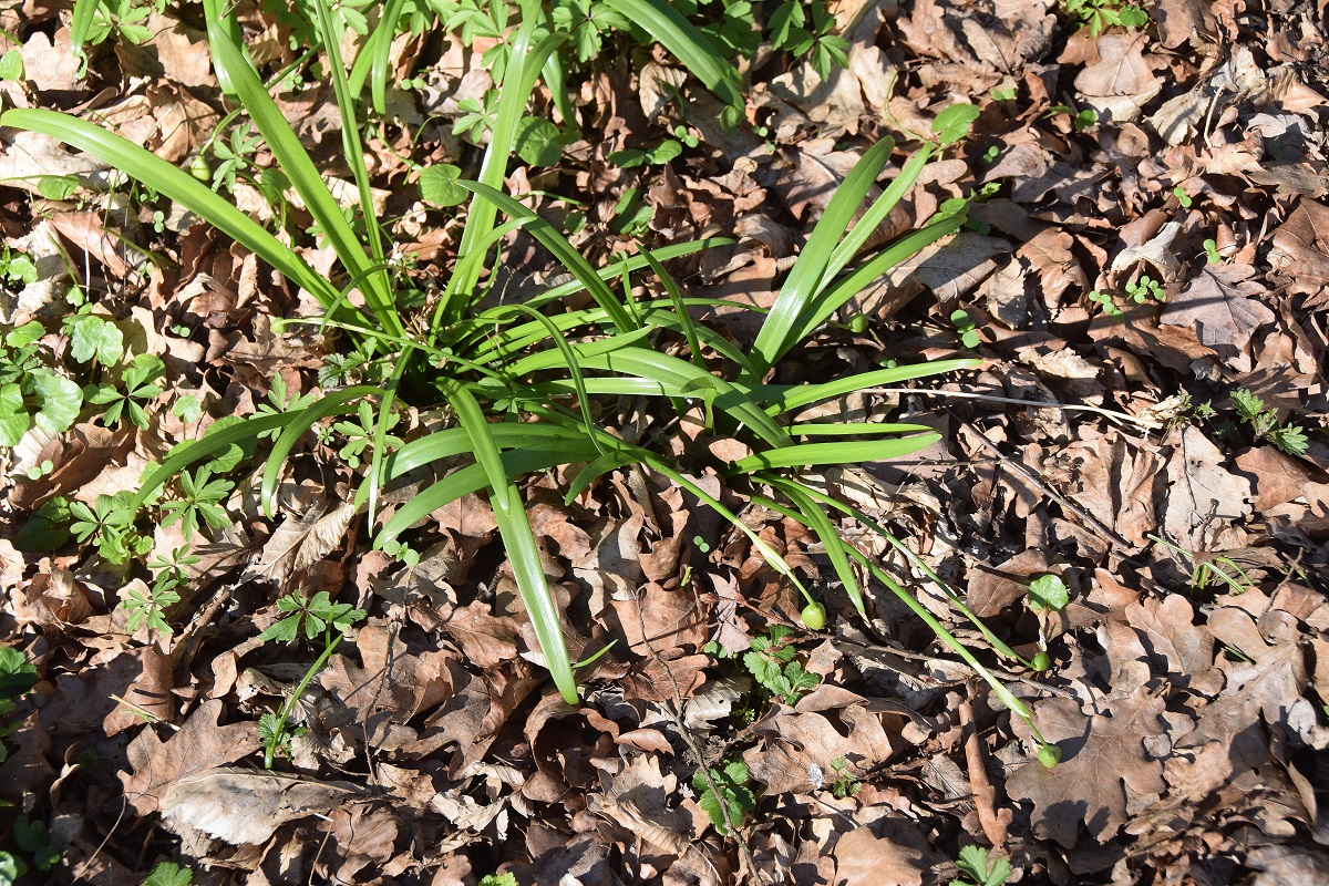 Heiligenbrunn-30032019-(121) - Hagensdorf - Leucojum vernum - Frühlings-Knotenblume.JPG