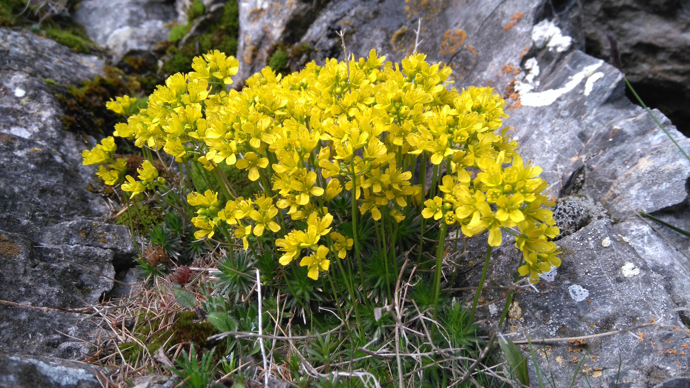 draba aizoides_schneeberg_8283.JPG