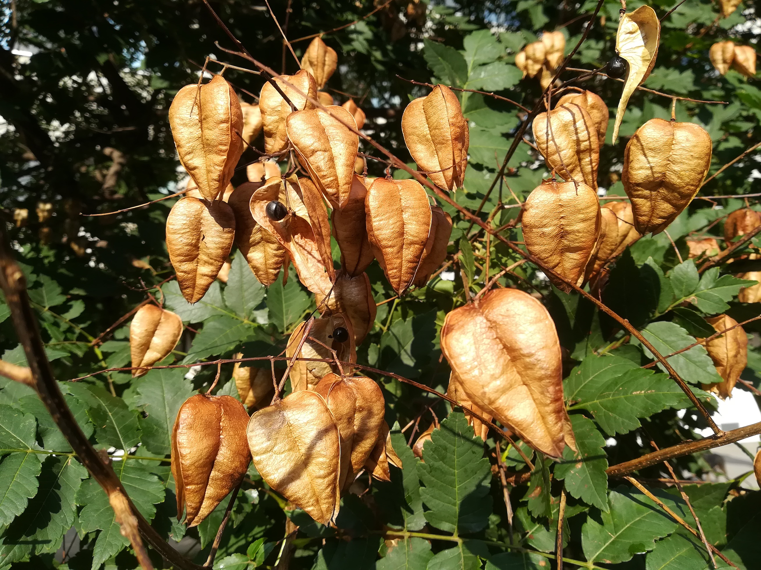 koelreuteria paniculata_20180831_091605.jpg