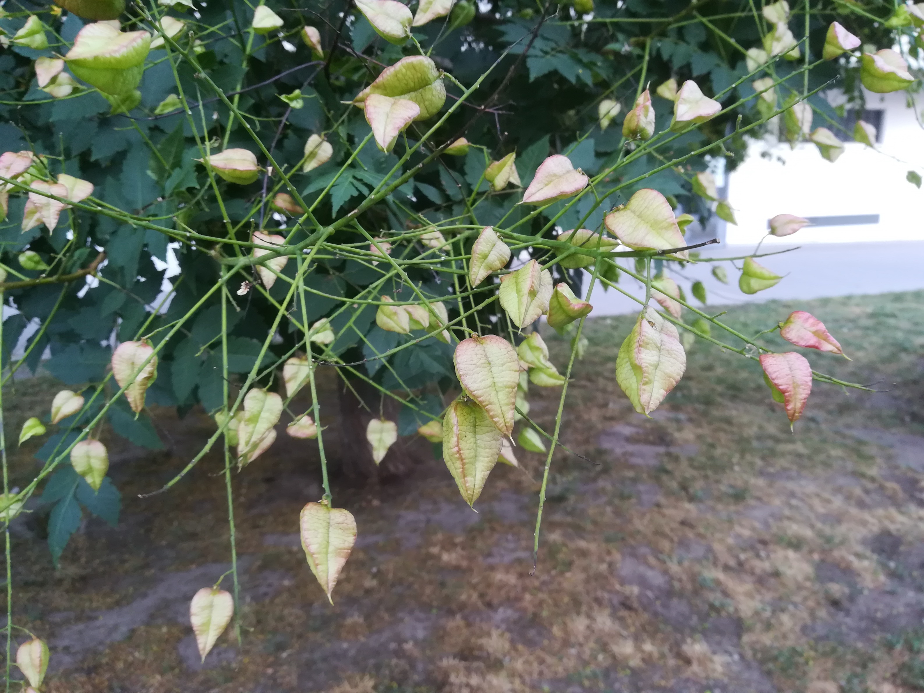 koelreuteria paniculata_20180627_054713.jpg