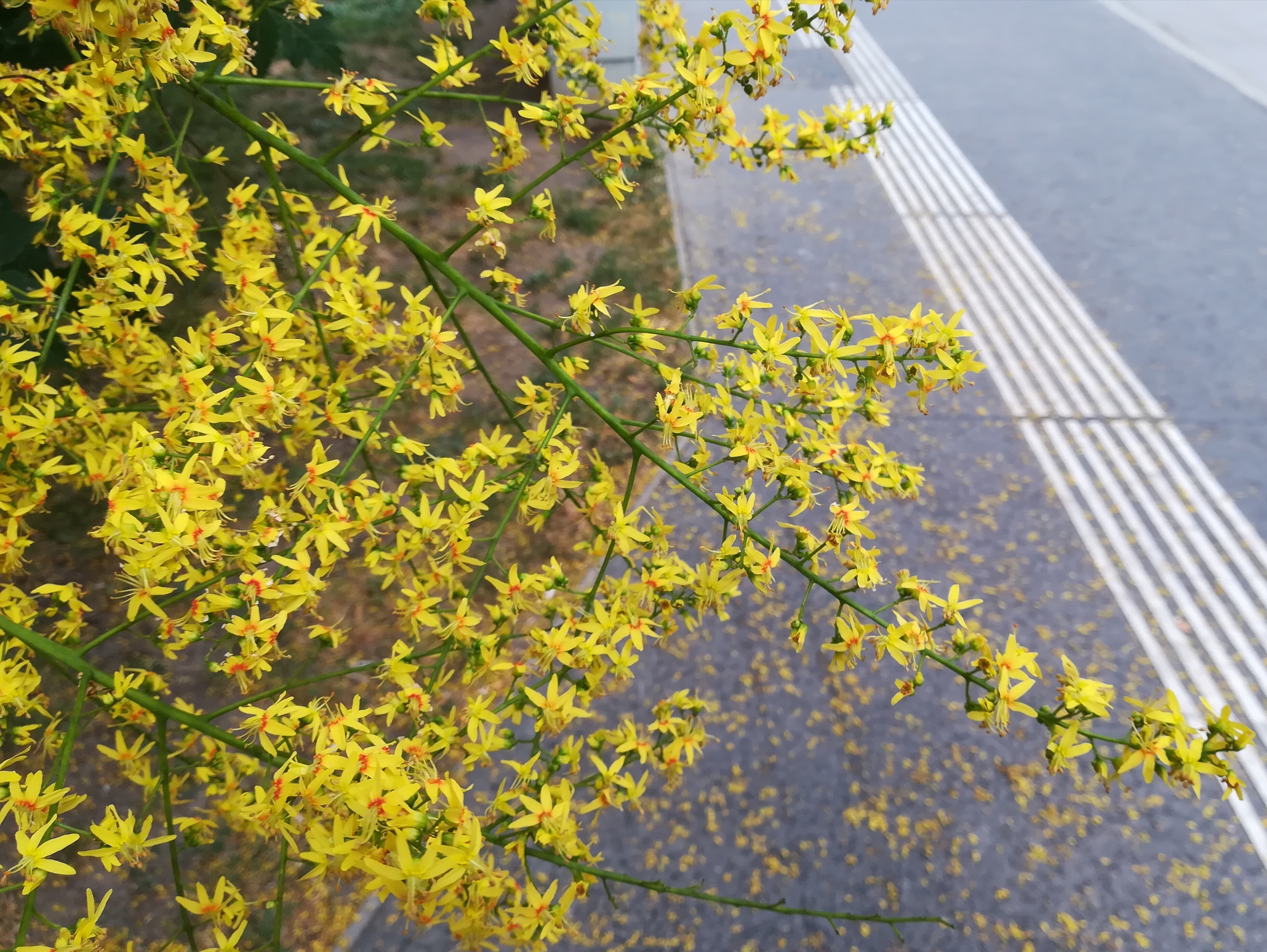 koelreuteria paniculata_20180607_080843.jpg