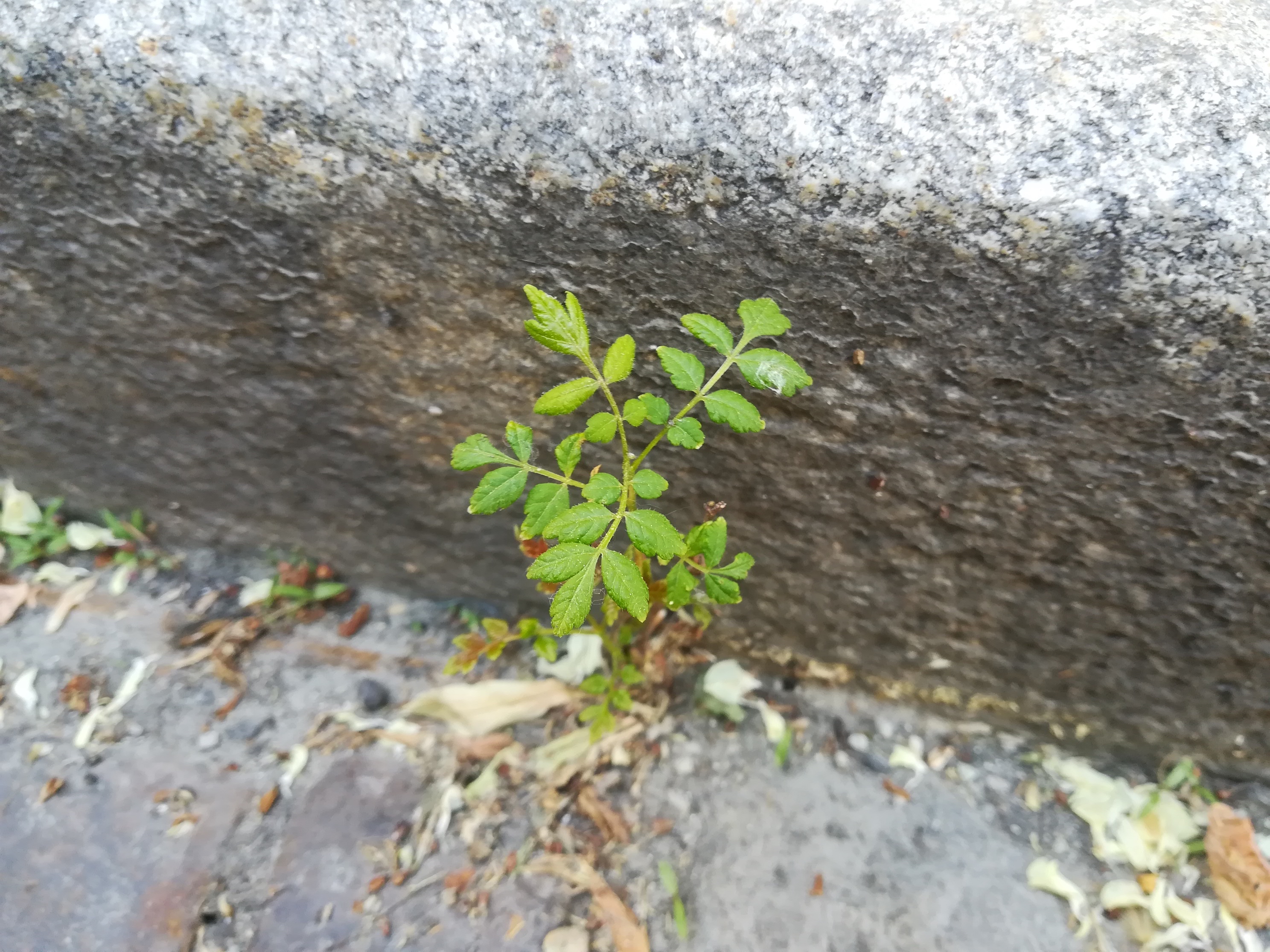 koelreuteria paniculata_20180507_154429.jpg