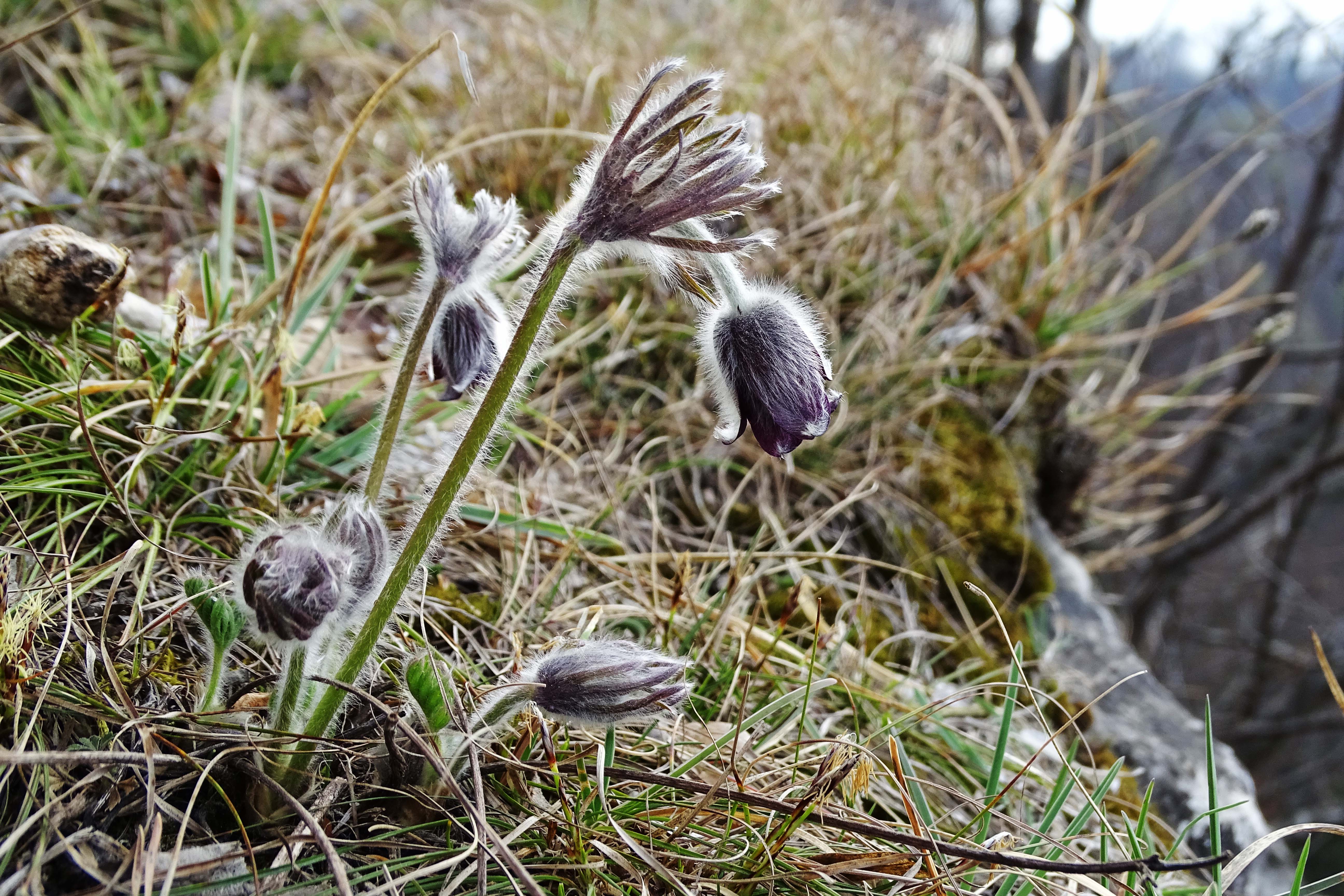 Pulsatilla nigricans1_goesting.jpg