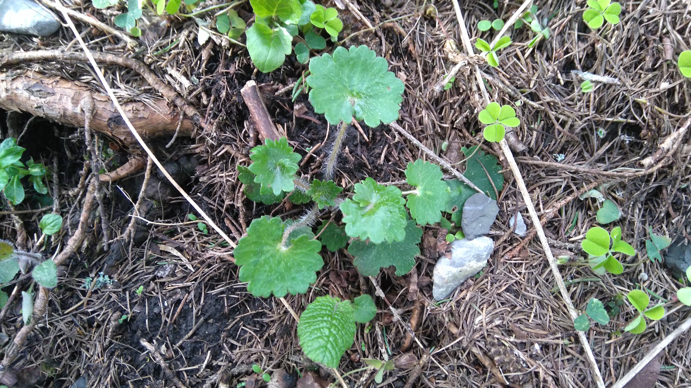 saxifraga rotundifolia_schneeberg_8335.JPG