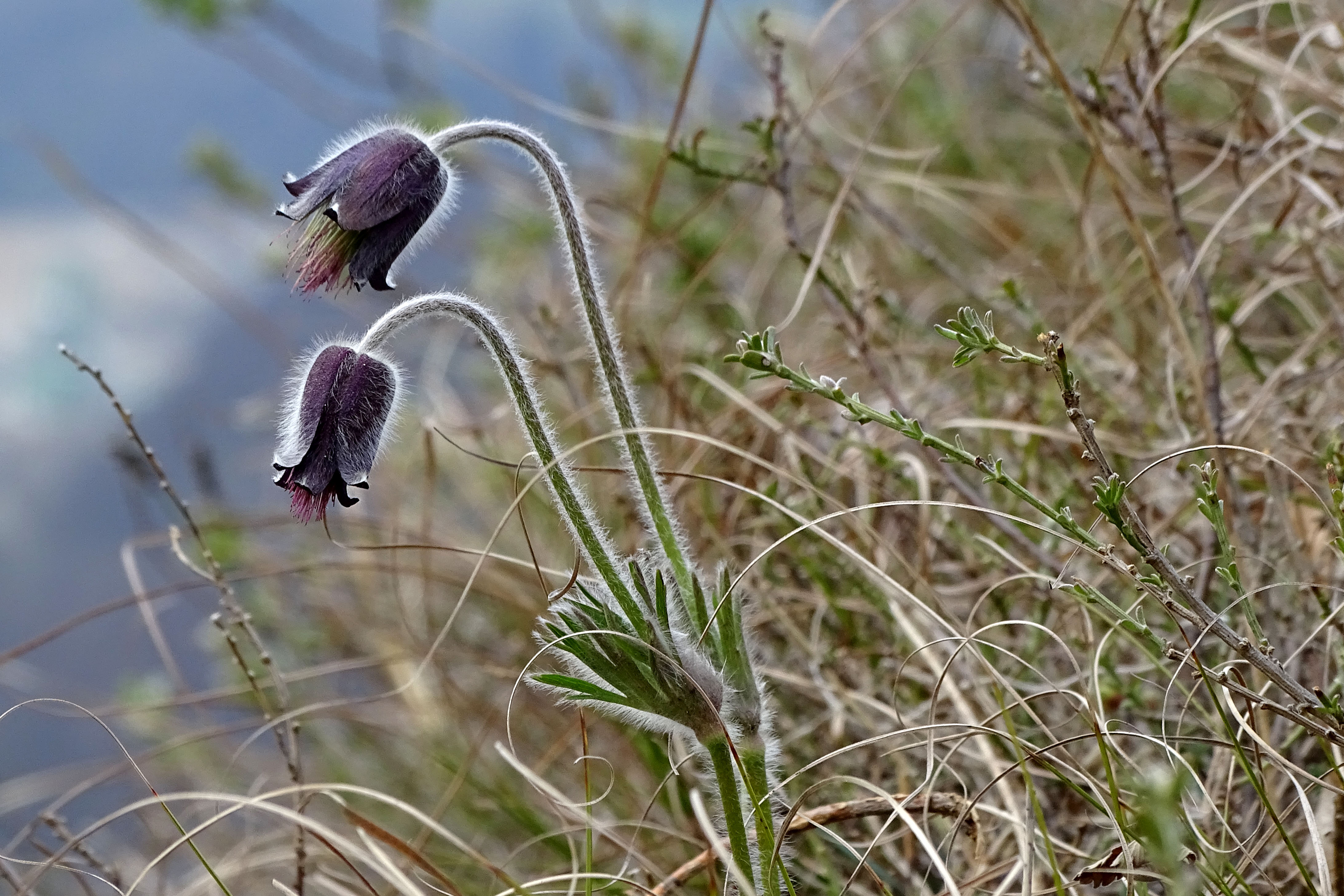 Pulsatilla nigricans2_goesting.jpg