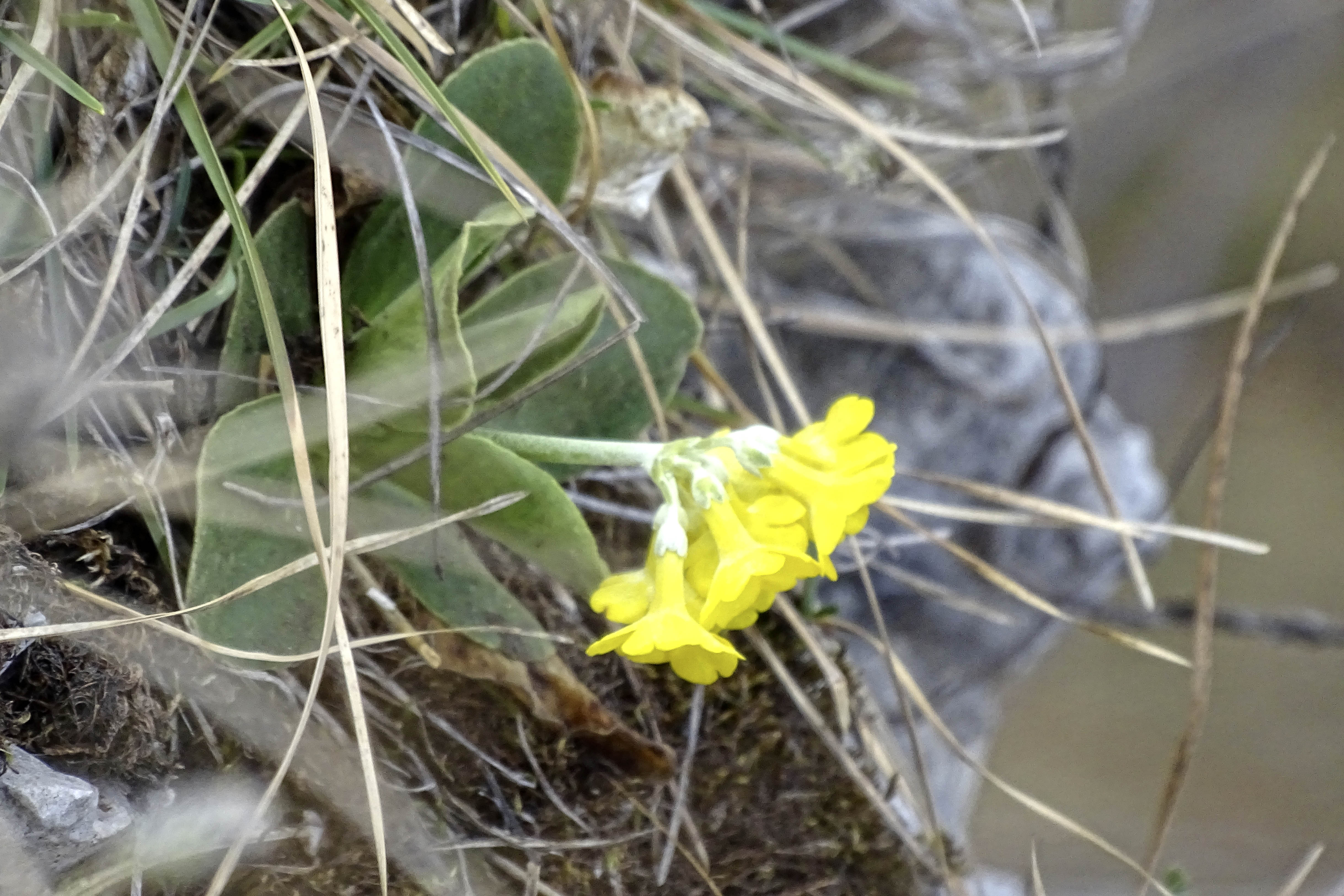 Primula auricula1_goesting.jpg