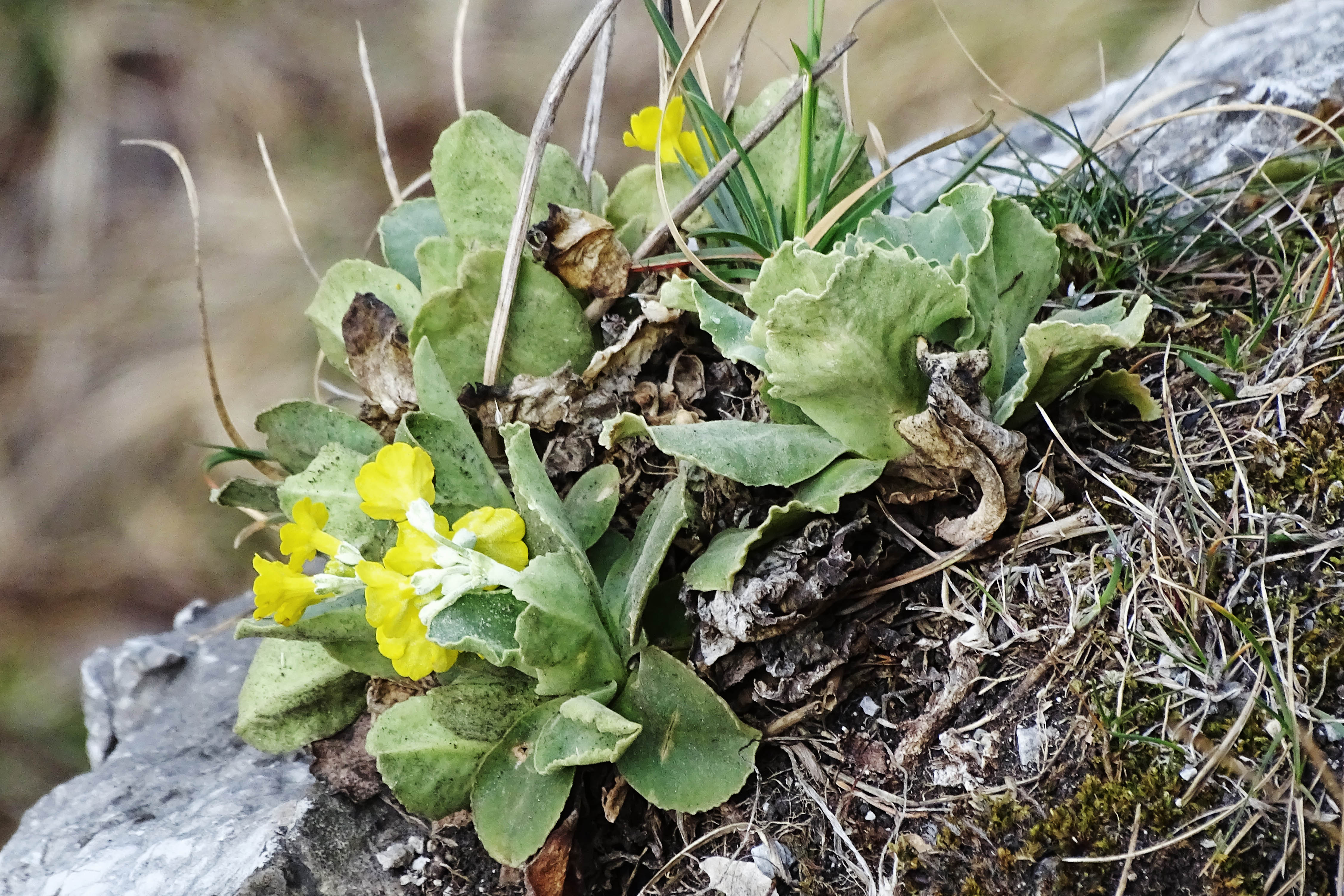 Primula auricula2_goesting.jpg