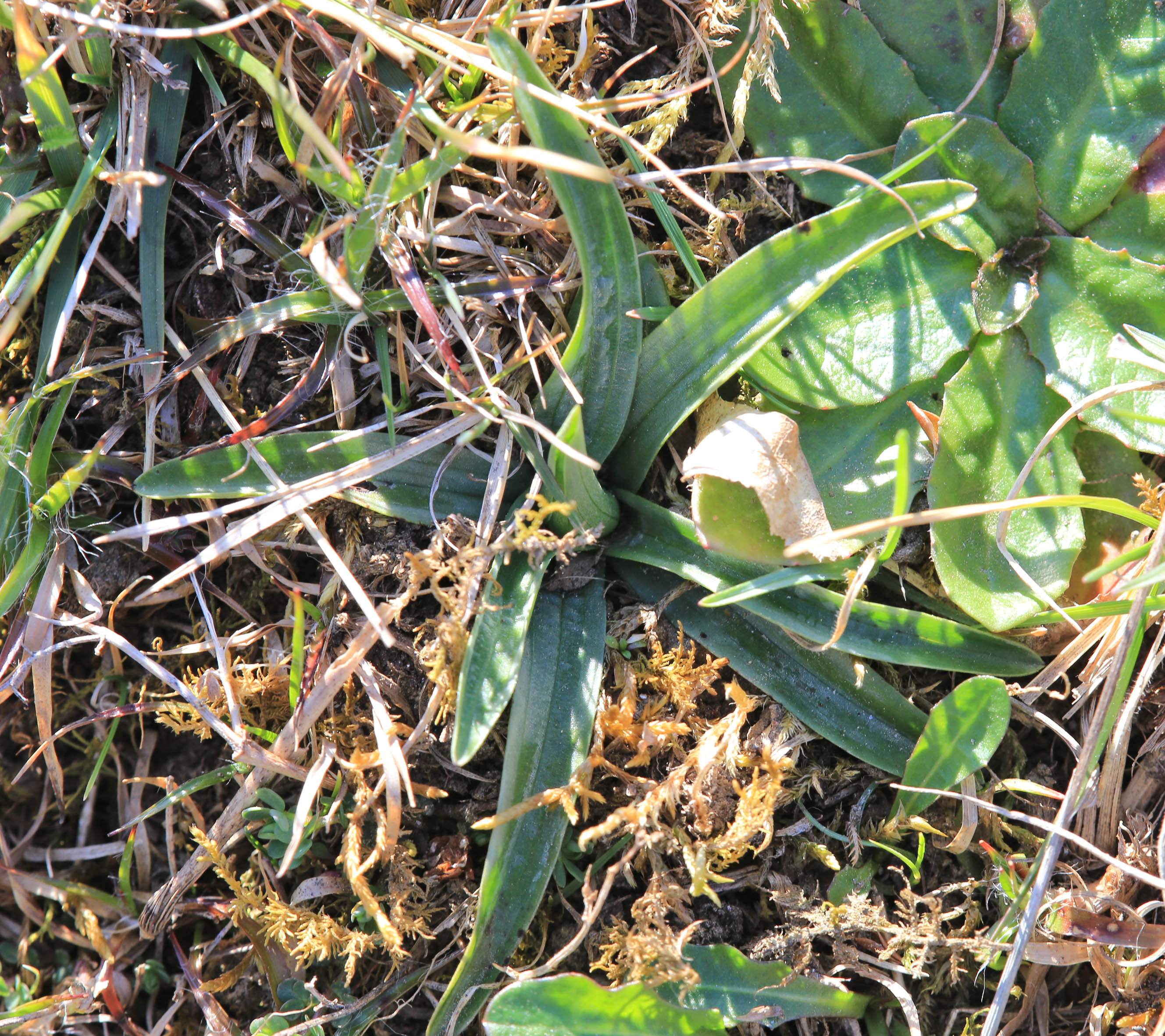 Anacamptis morio2_voitsberg.jpg