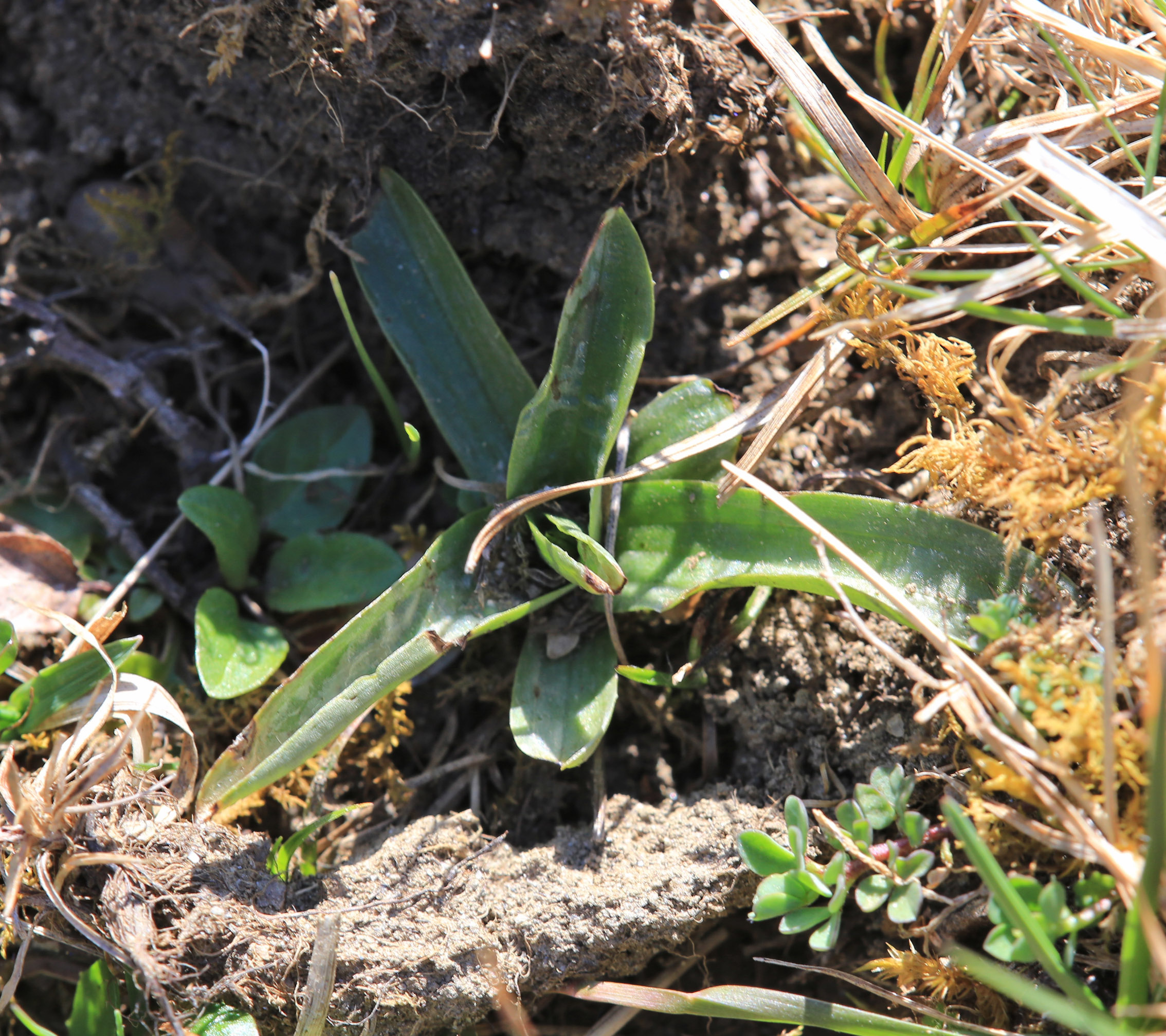 Anacamptis morio1_voitsberg.jpg