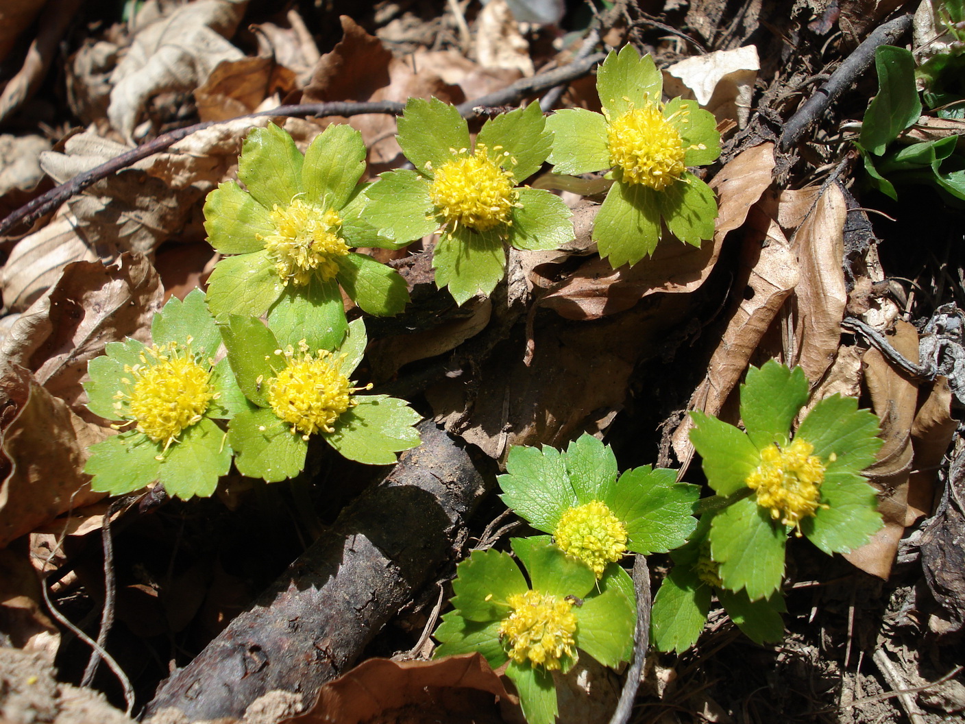 Hacquetia.epipactis. K-Hochstuhl.31.3.12.jpg