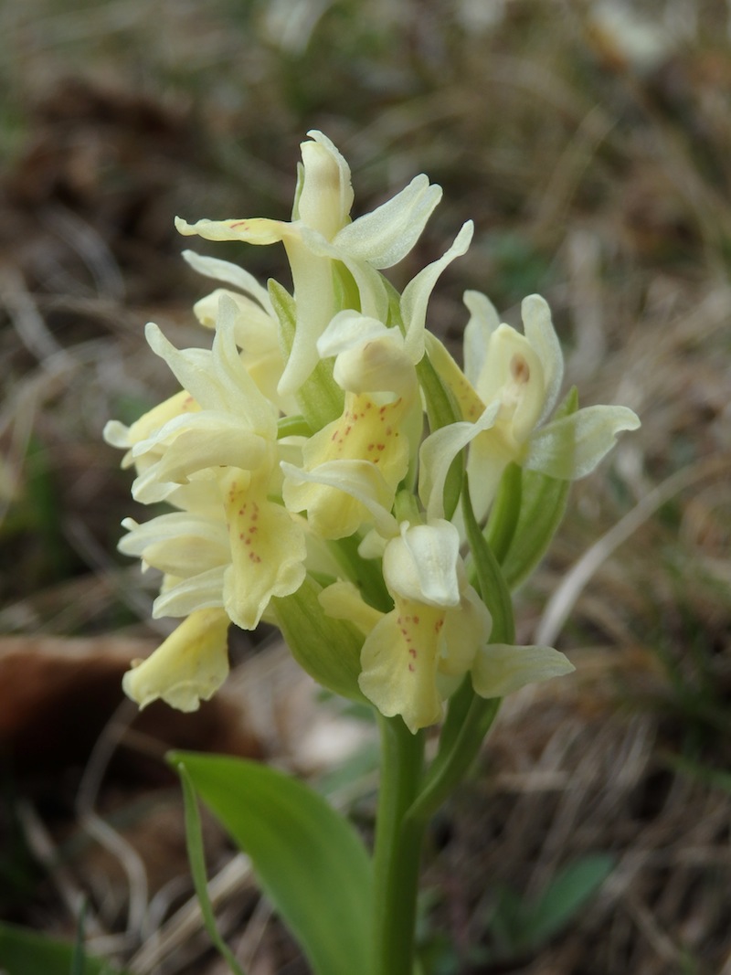 Dactylorhiza_sambucina_Tarschberg.jpg