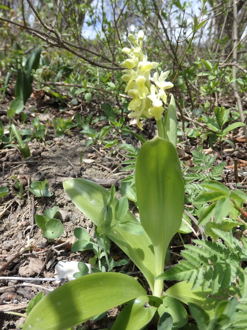 Orchis_pallens_Buchberg.jpg