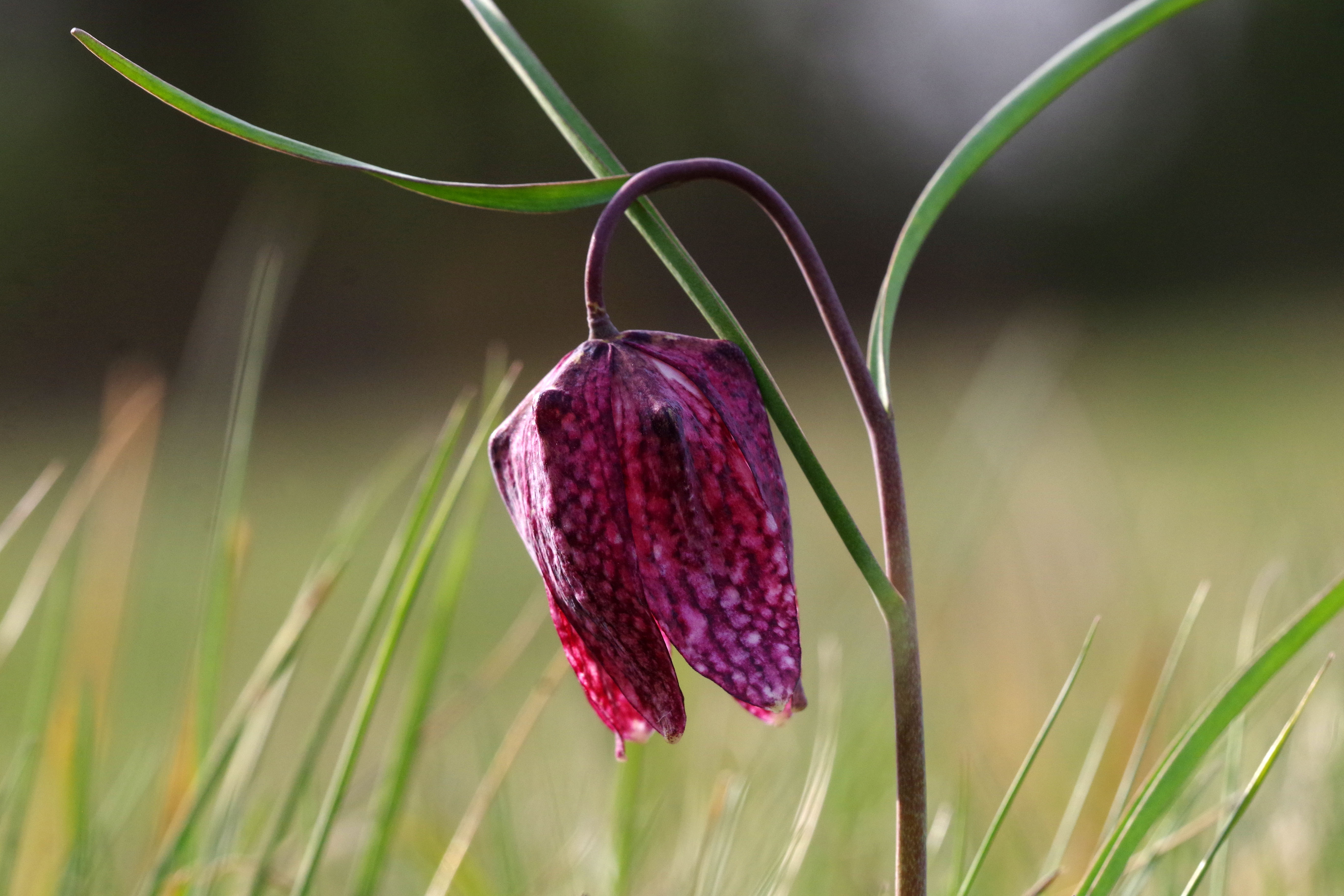 fritillaria meleagris9.jpg