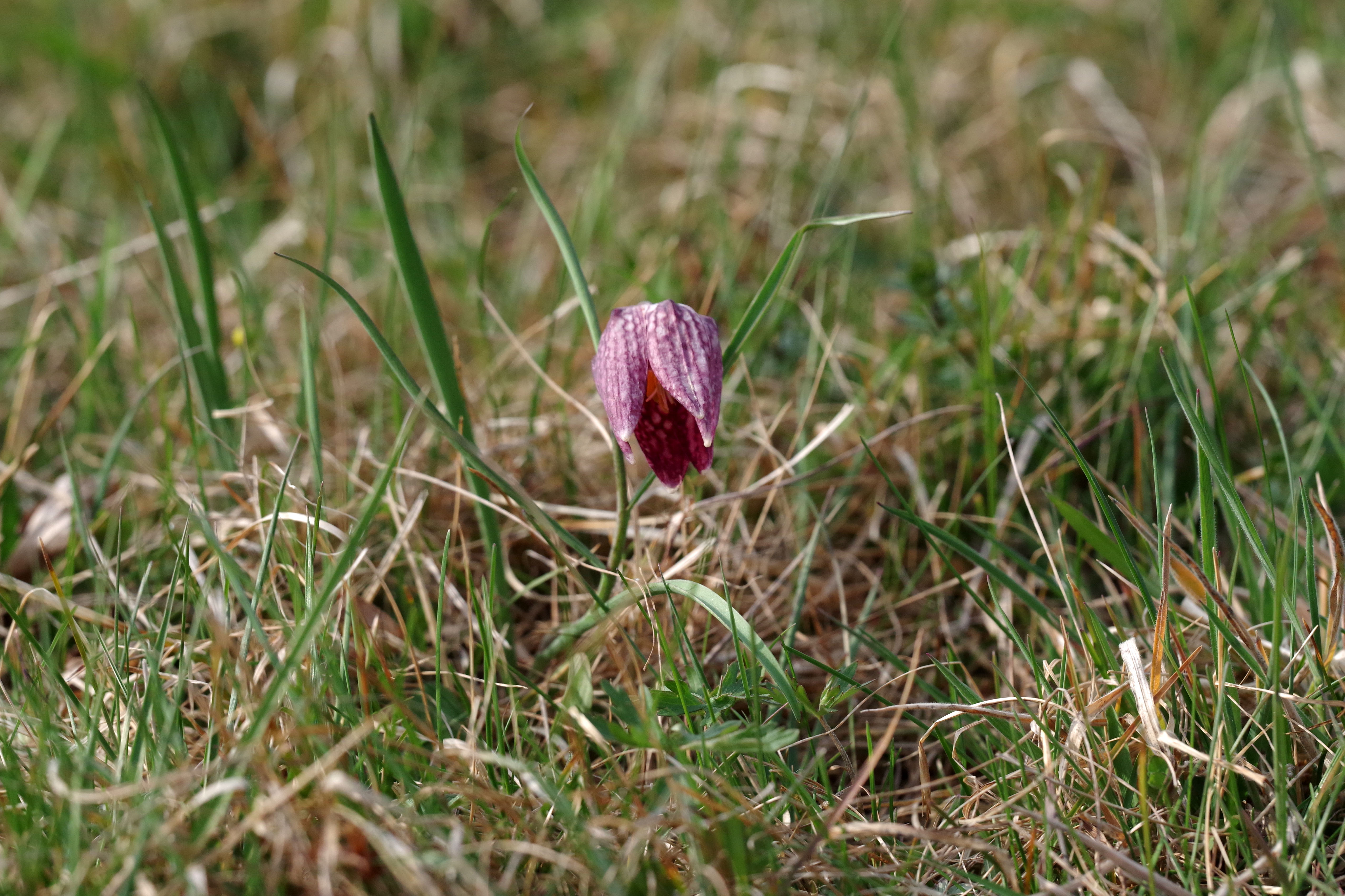 fritillaria meleagris8.jpg