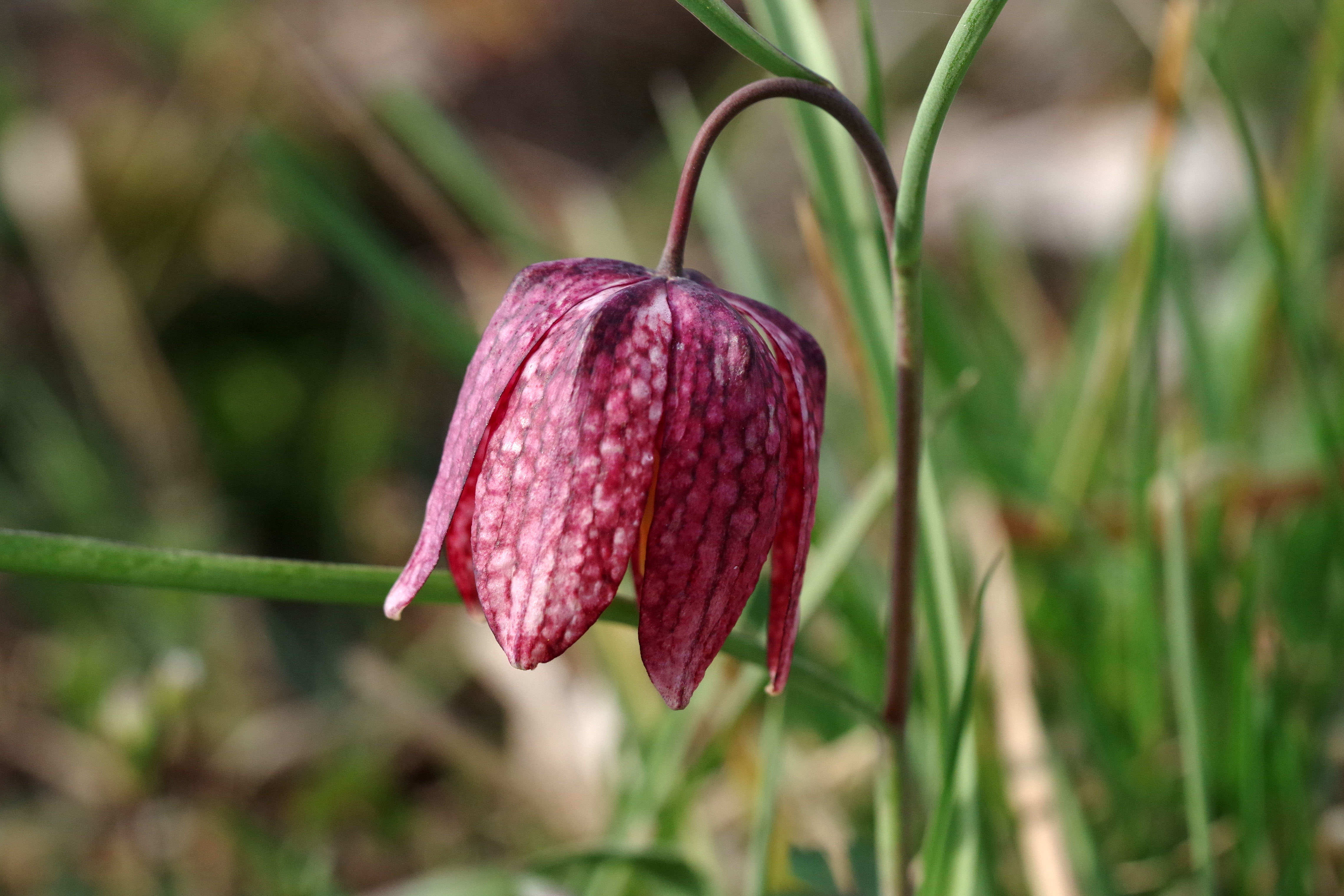 fritillaria meleagris7.jpg