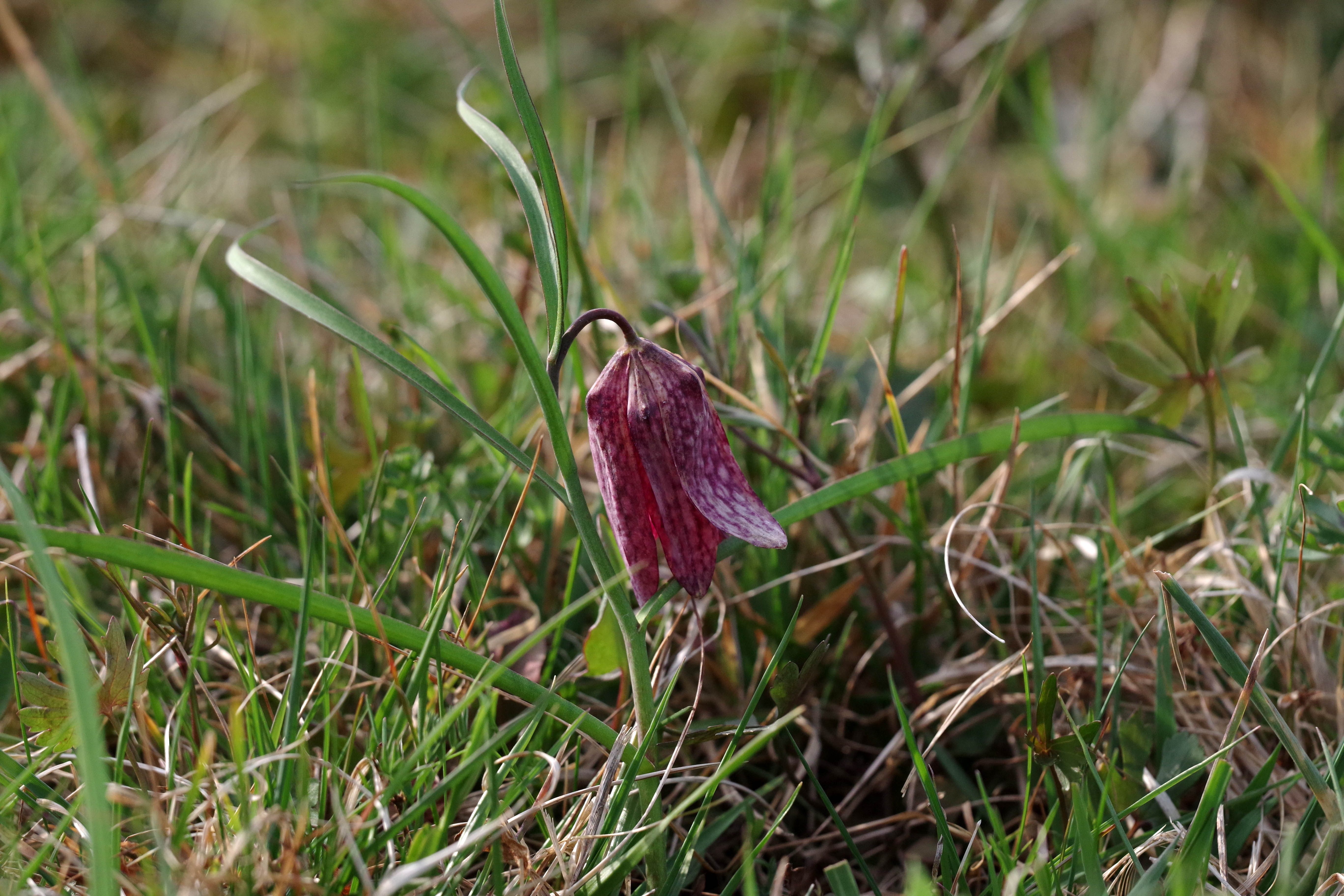 fritillaria meleagris6.jpg