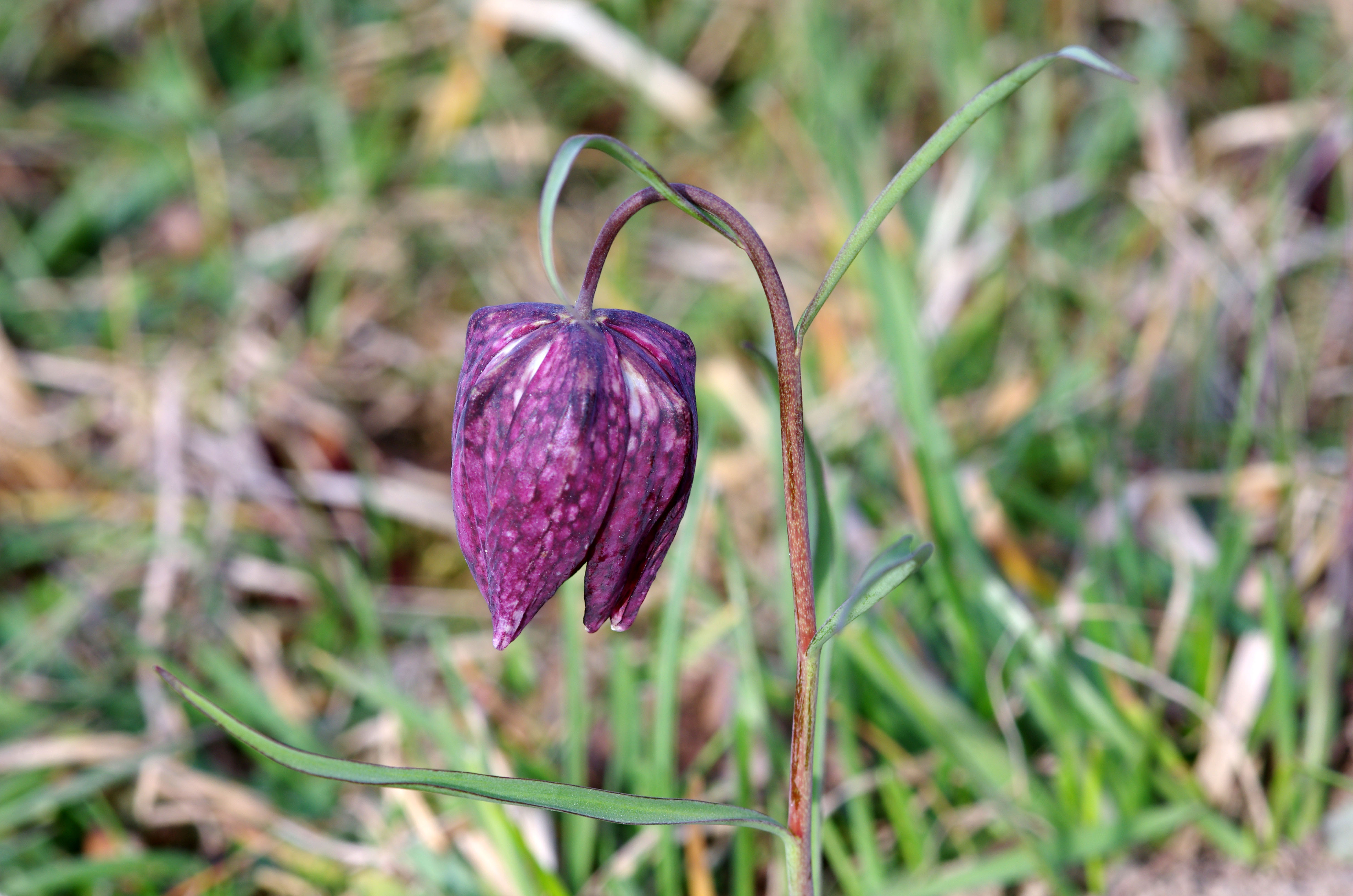 fritillaria meleagris5.jpg