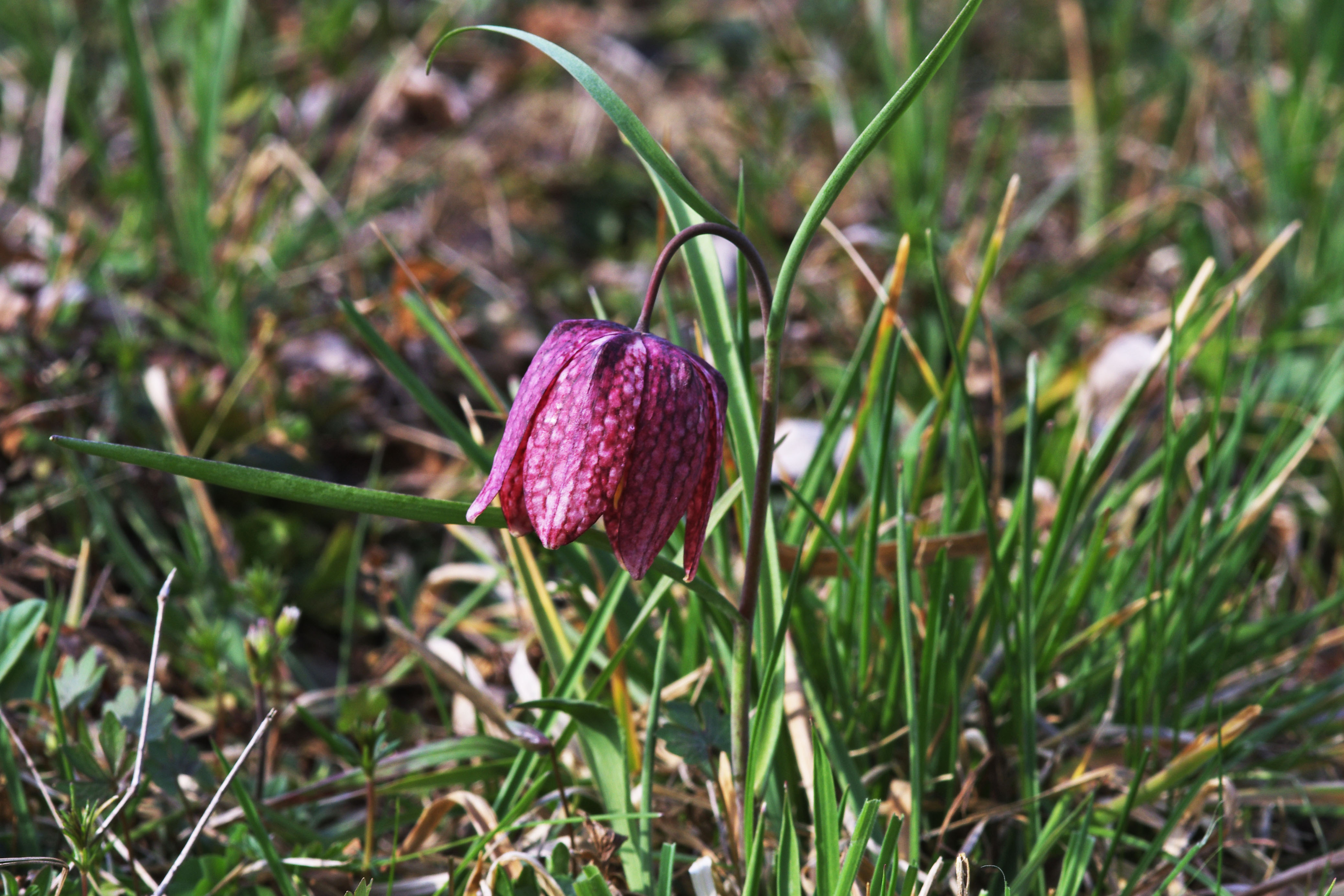 fritillaria meleagris4.jpg