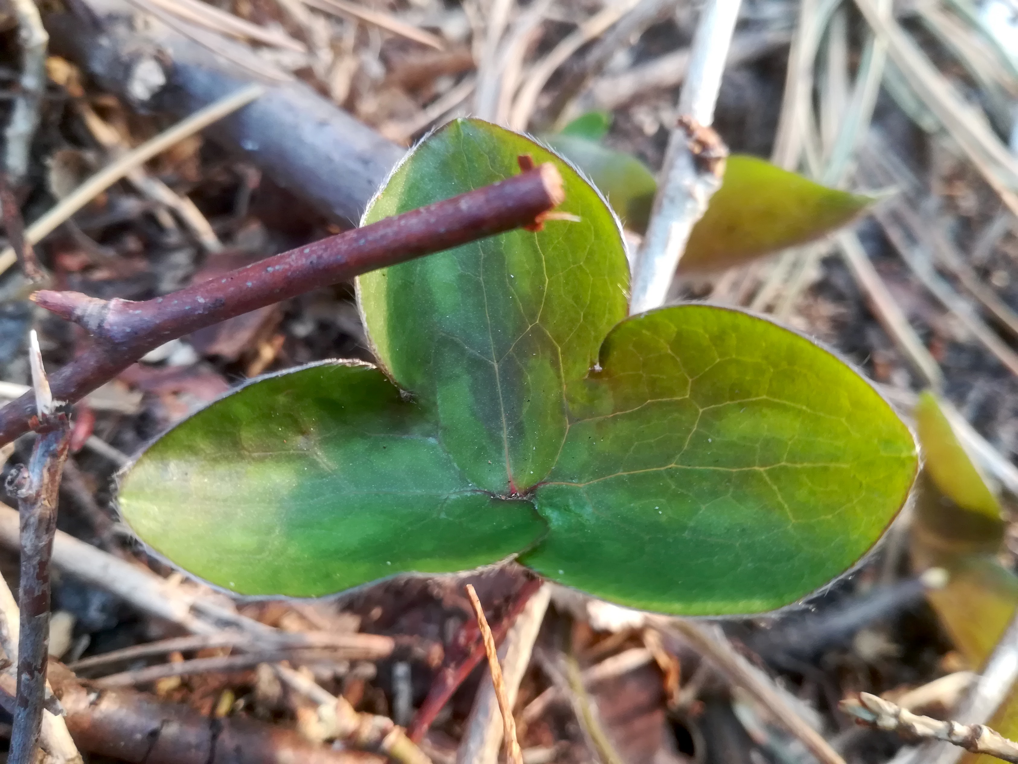 hepatica nobilis panaschiert hirtenberg_20190405_070735.jpg