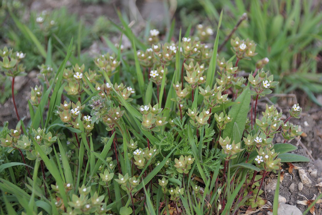 Androsace maxima Traiskirchen Rudis Puszta_20190408_01.jpg