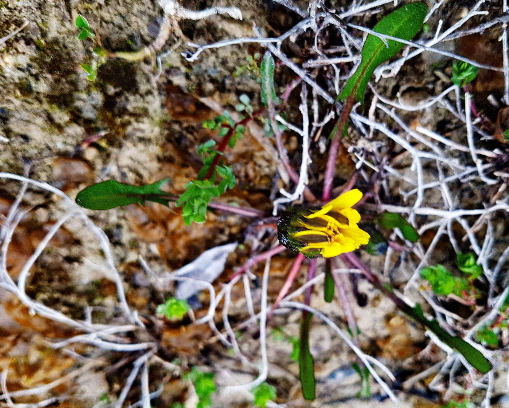 Taraxacum palustre.jpg