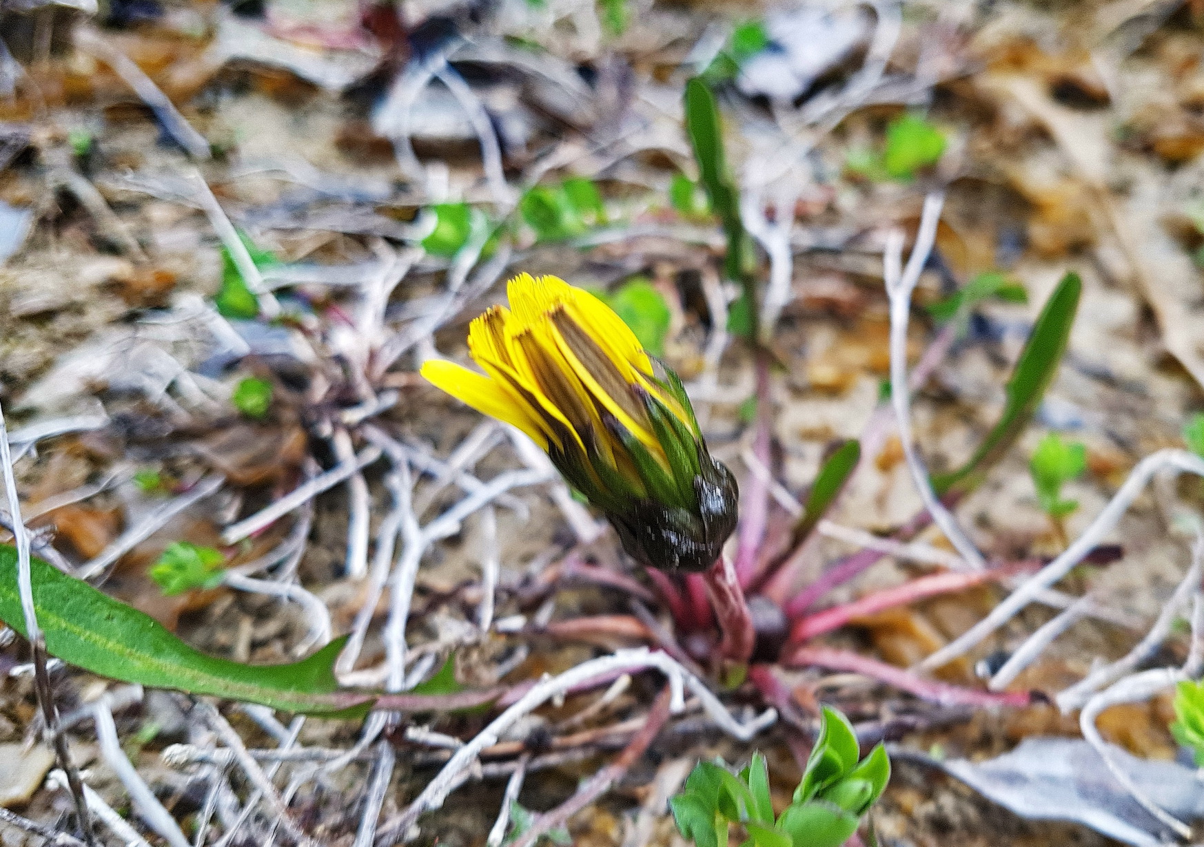 Taraxacum palustre Blüte.jpg