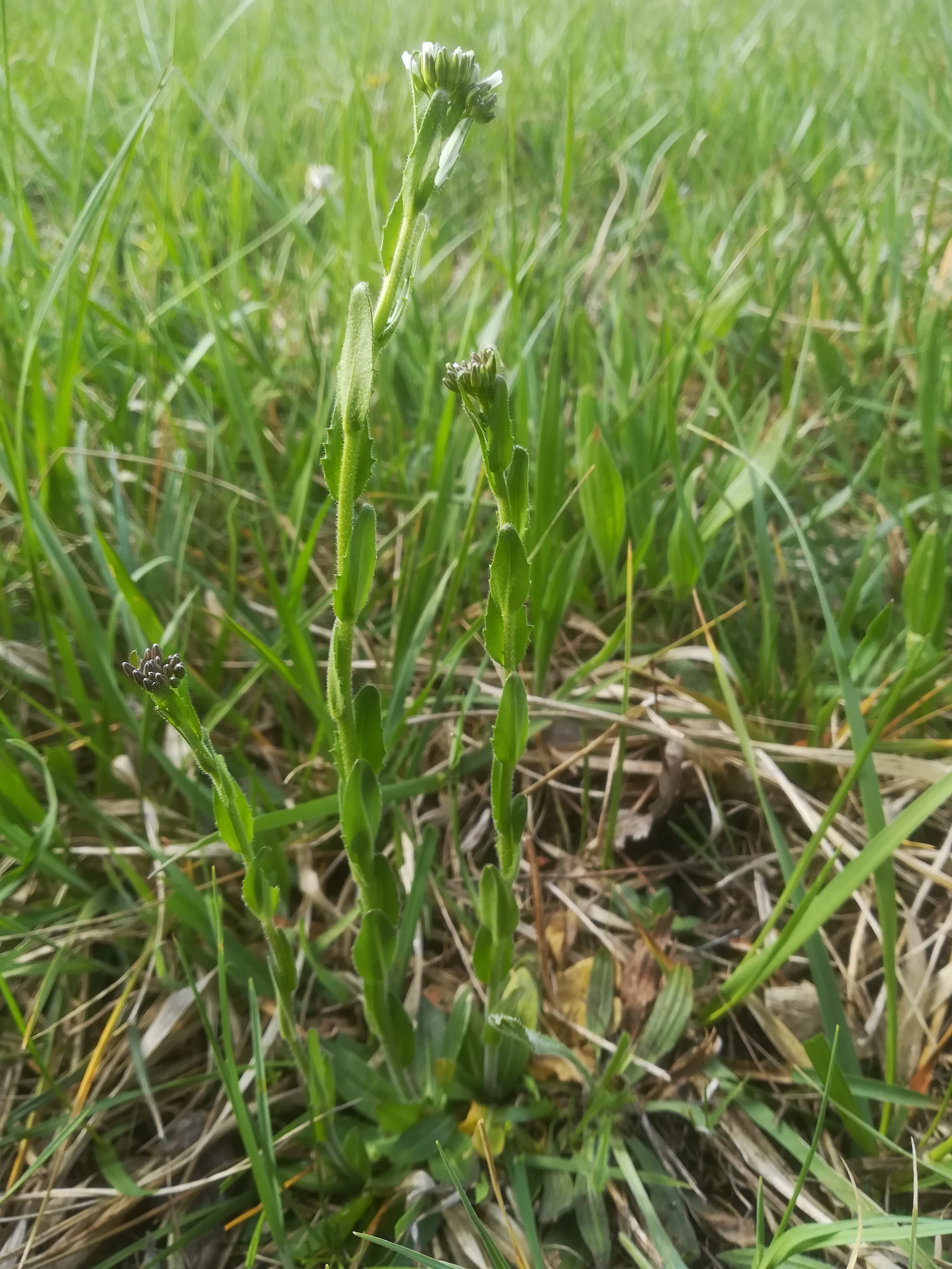 arabis nemorensis bachlüsse neu-mitterndorf_20190412_100359.jpg