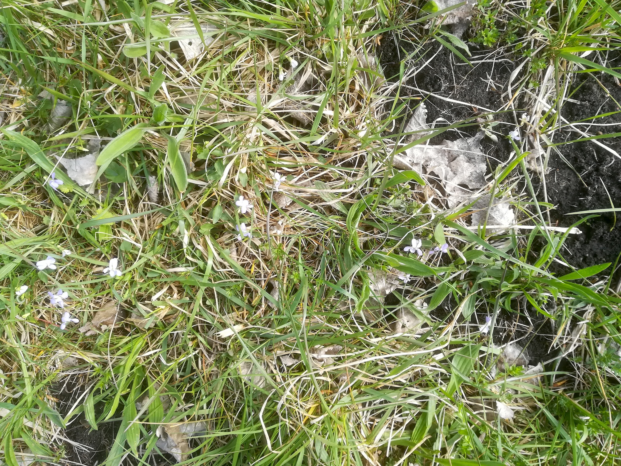 viola stagnina bachlüsse neu-mitterndorf_20190412_102241.jpg