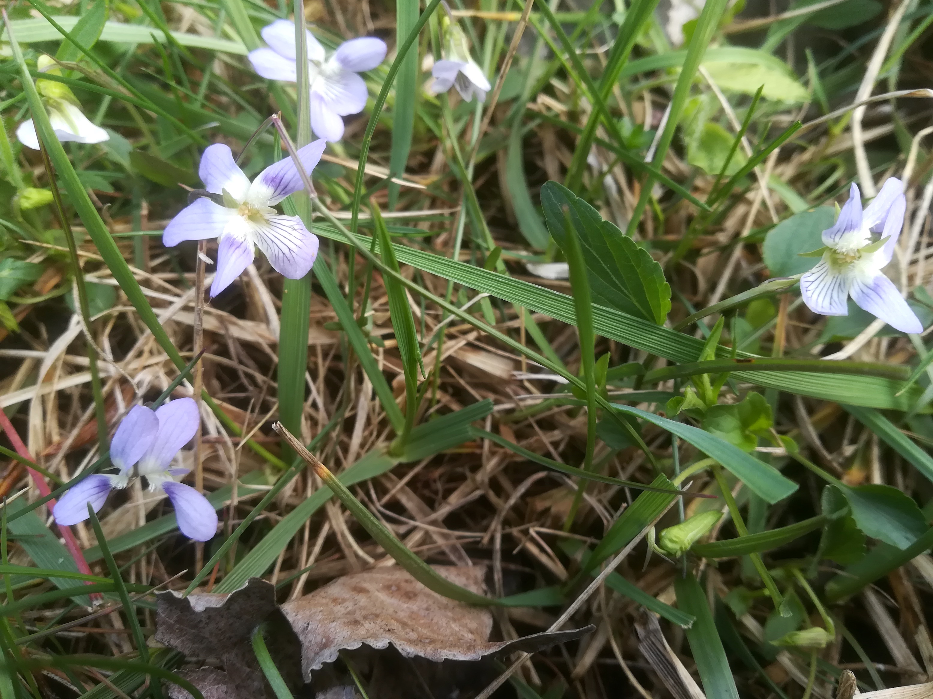 viola stagnina bachlüsse neu-mitterndorf_20190412_102413.jpg