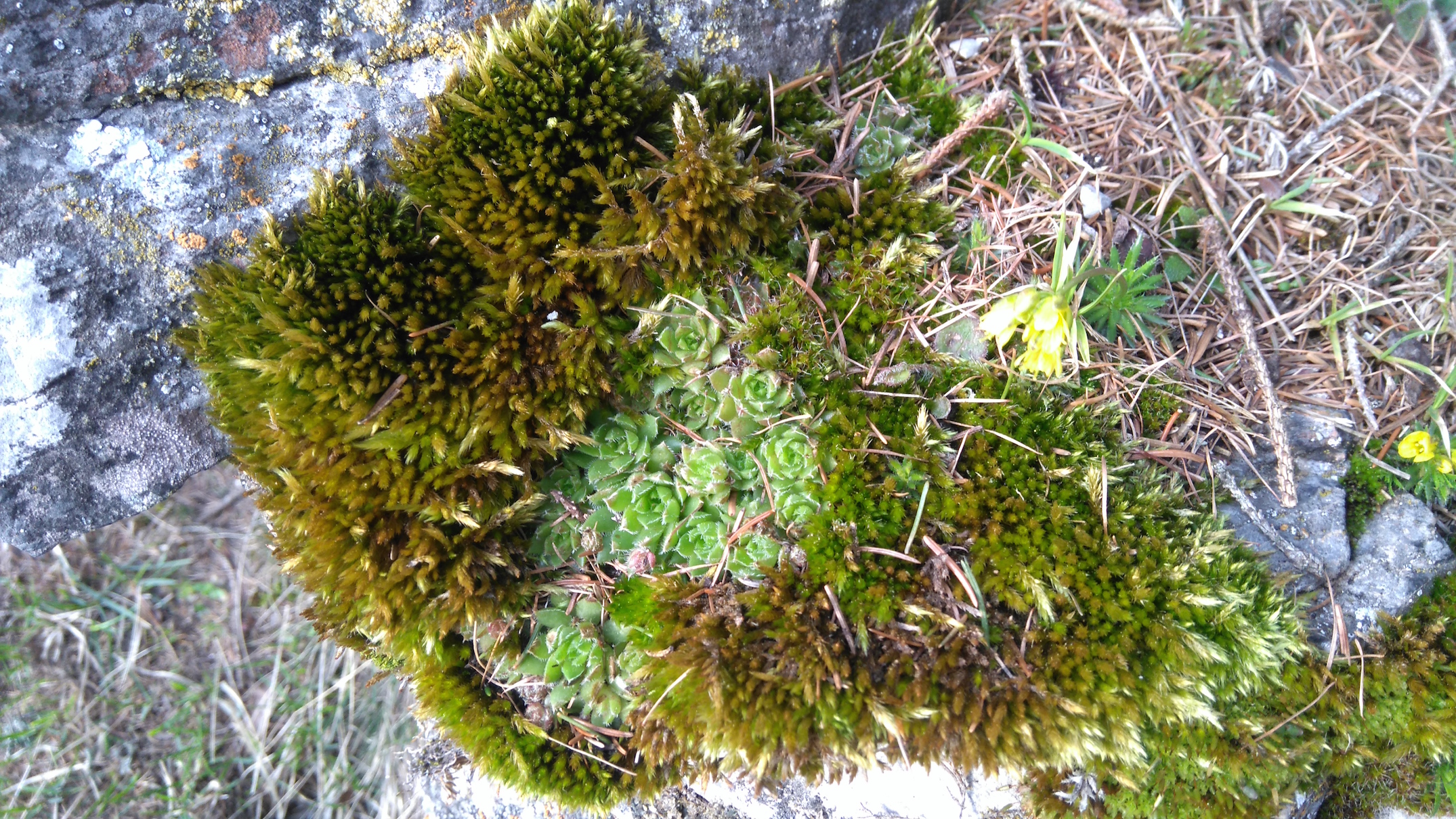 jovibarba globifera_schneeberg_8286.JPG