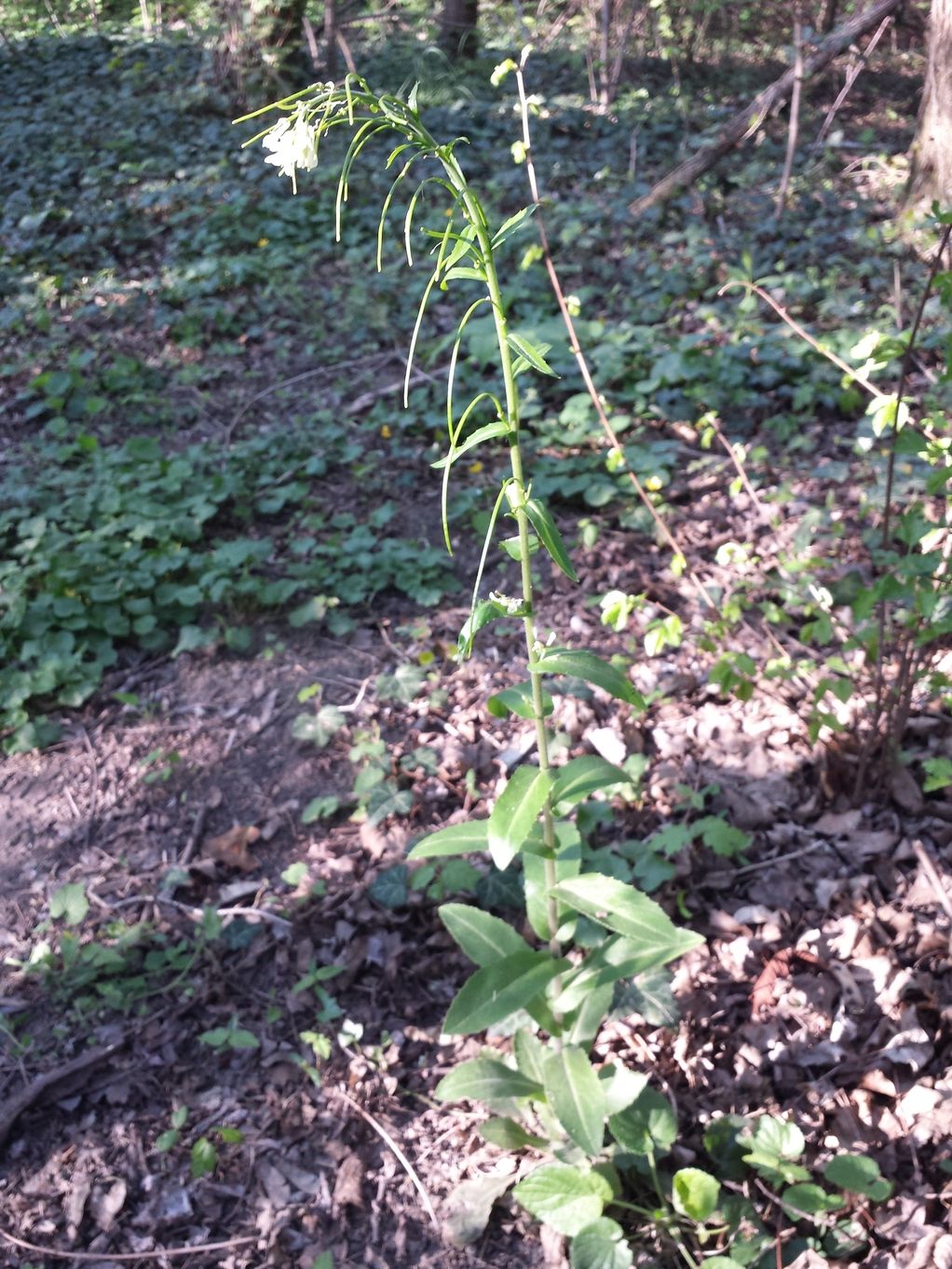 20190415_174528.jpg