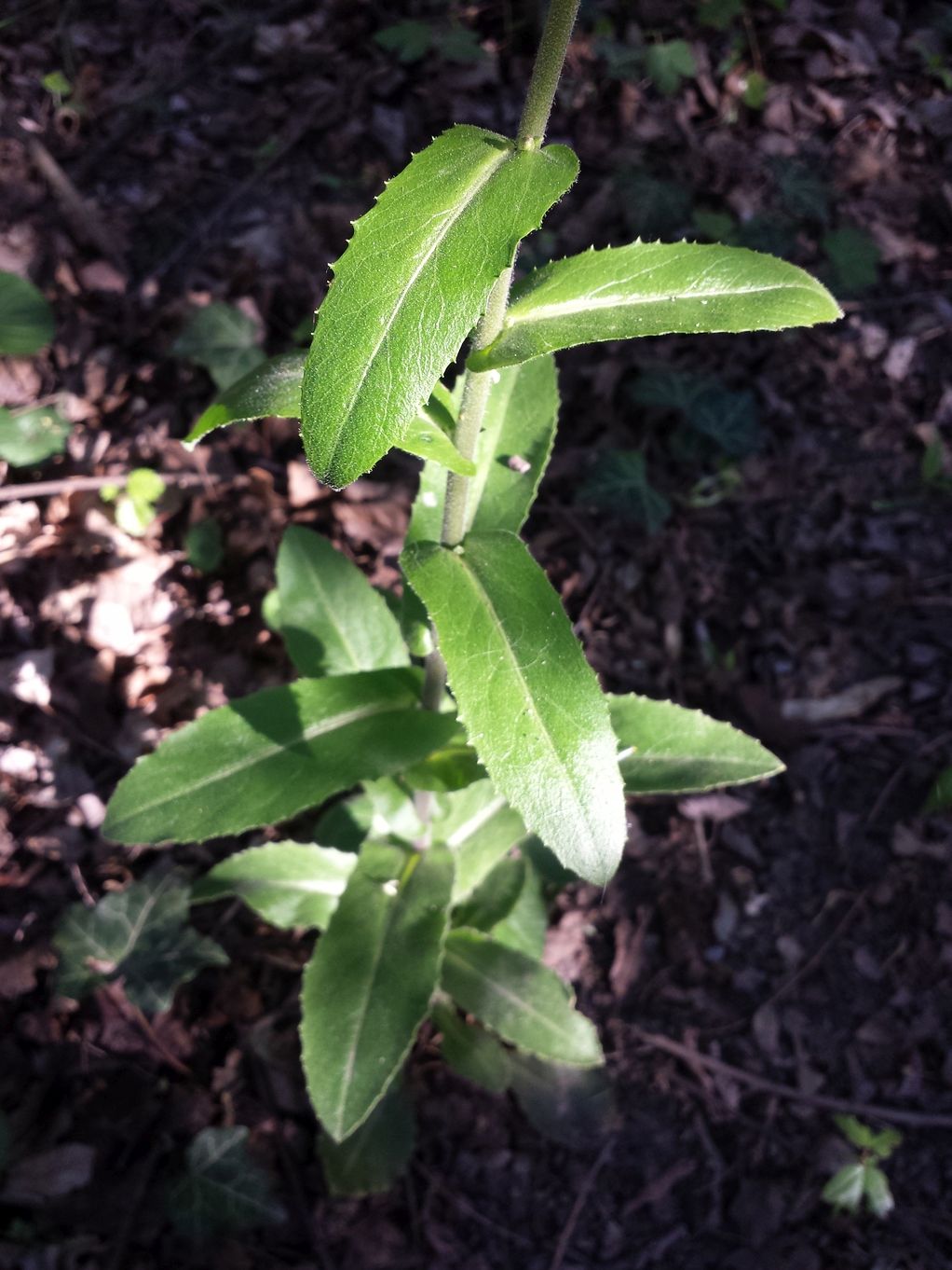 20190415_174828.jpg