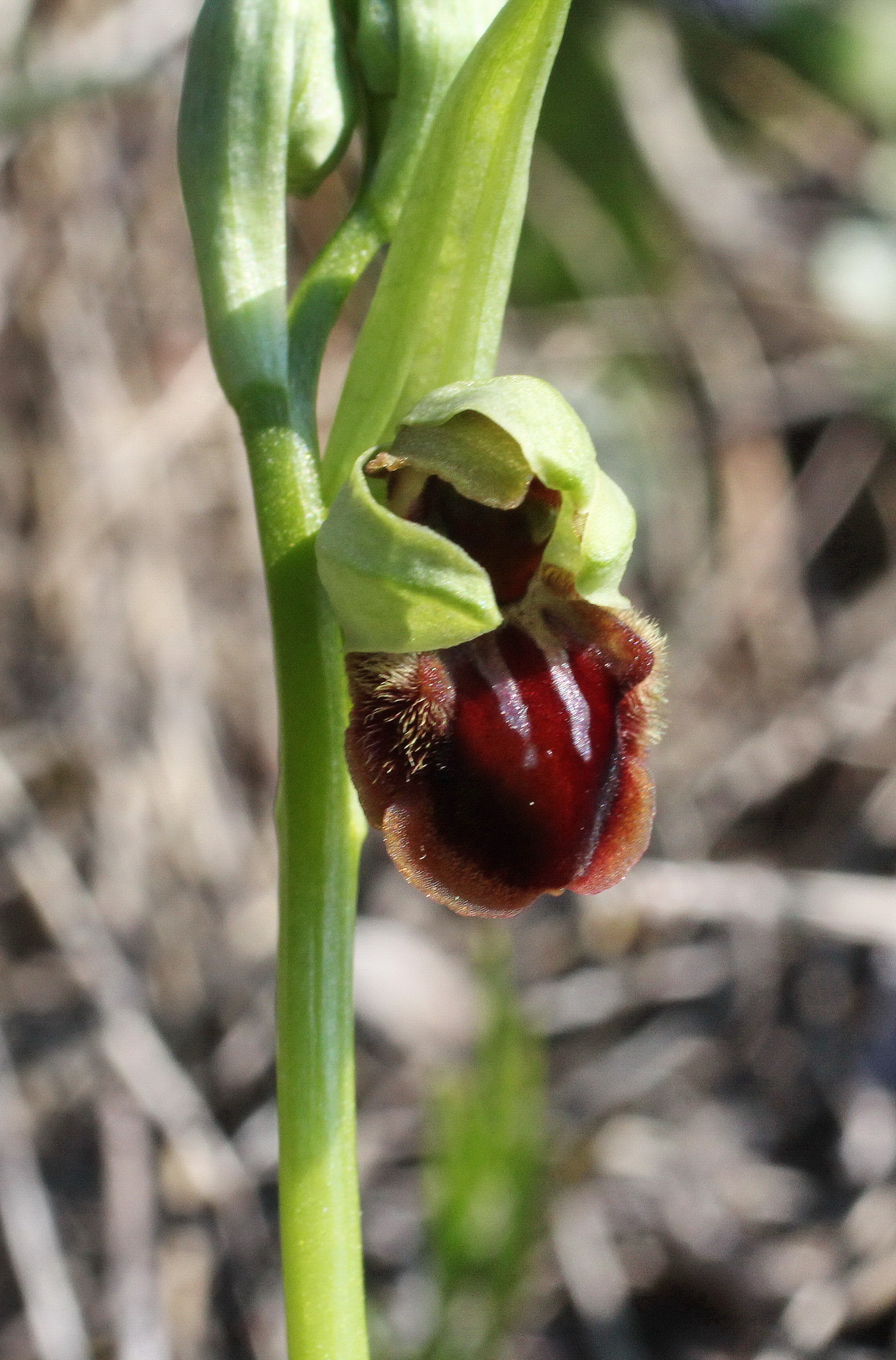 Ohrys sphegodes Blüte I.JPG