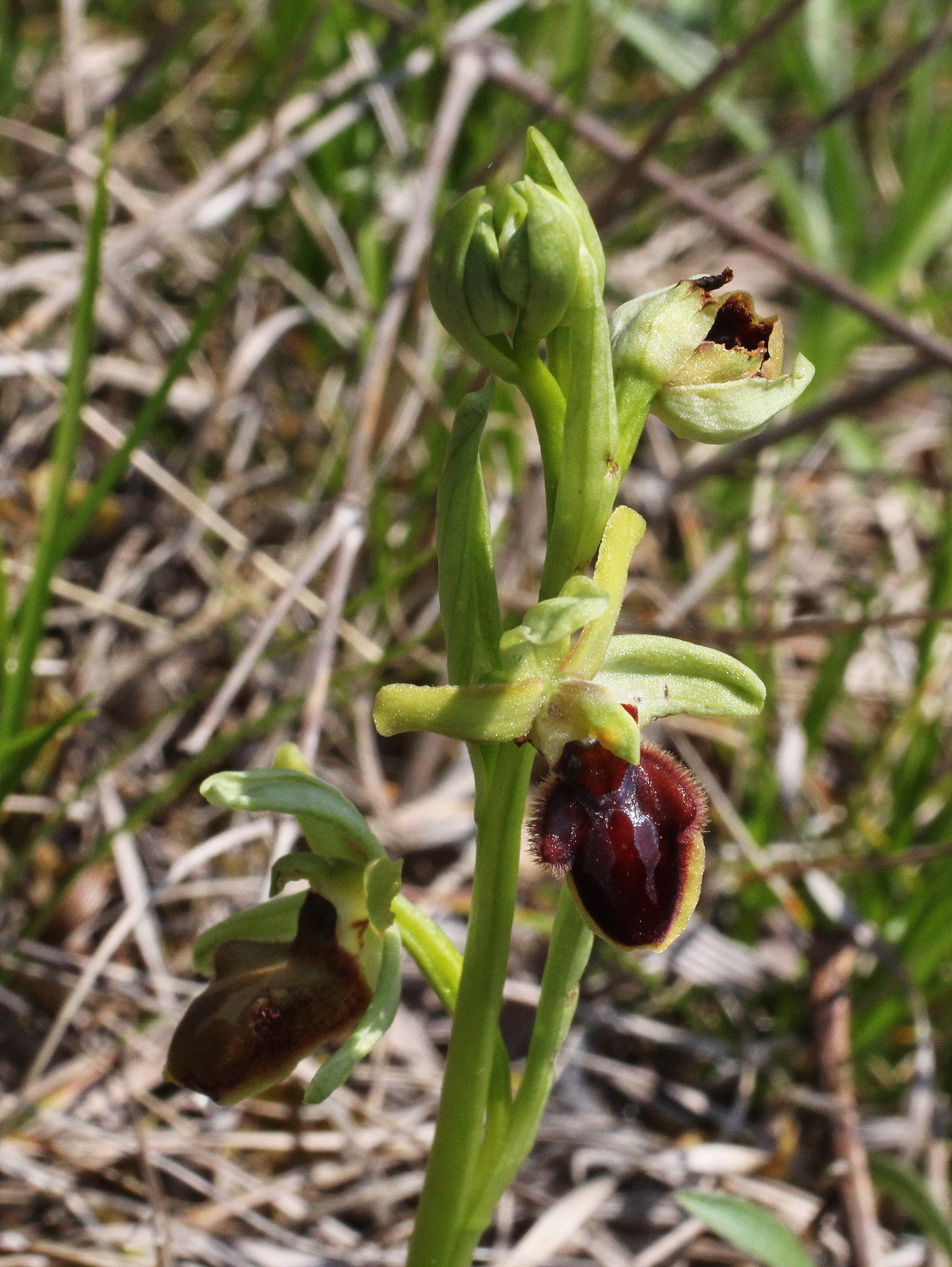 Ophrys sphegodes - Pflanze.JPG