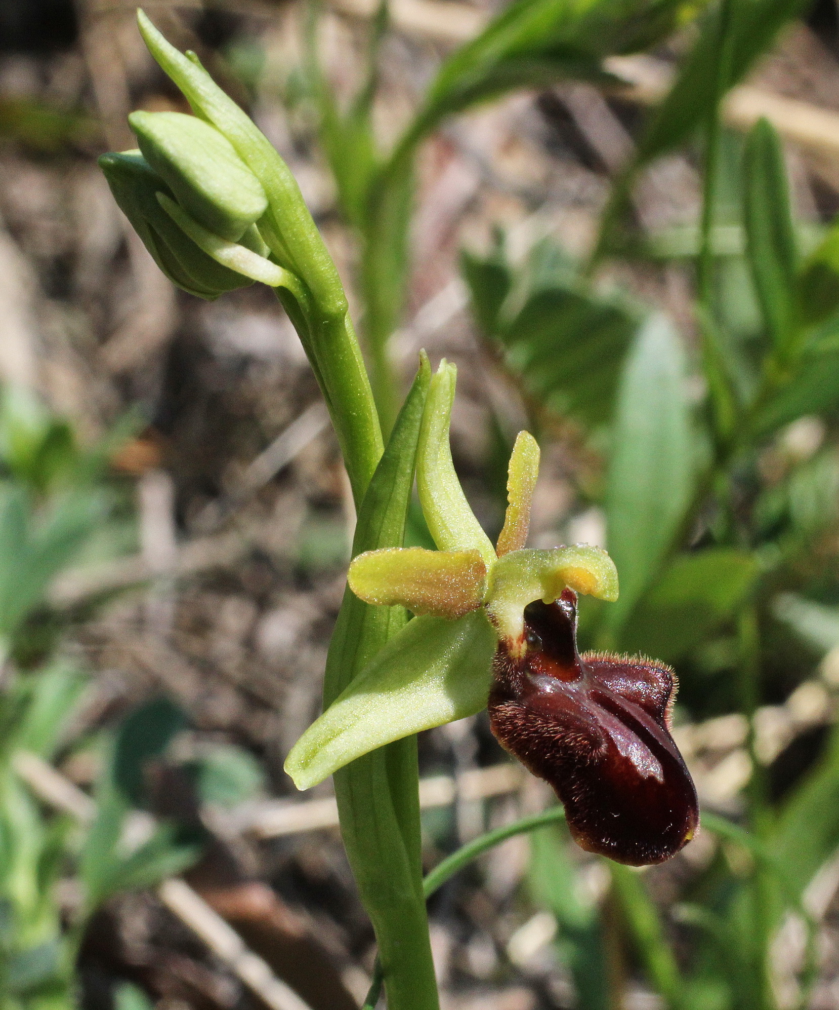 Oprhys sphegodes Blüte II.JPG